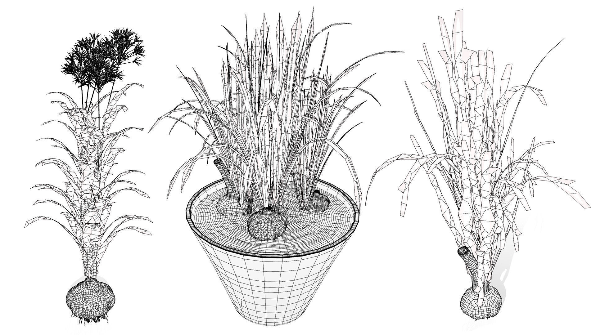 Garlic plant collection Low-poly 3D model_8