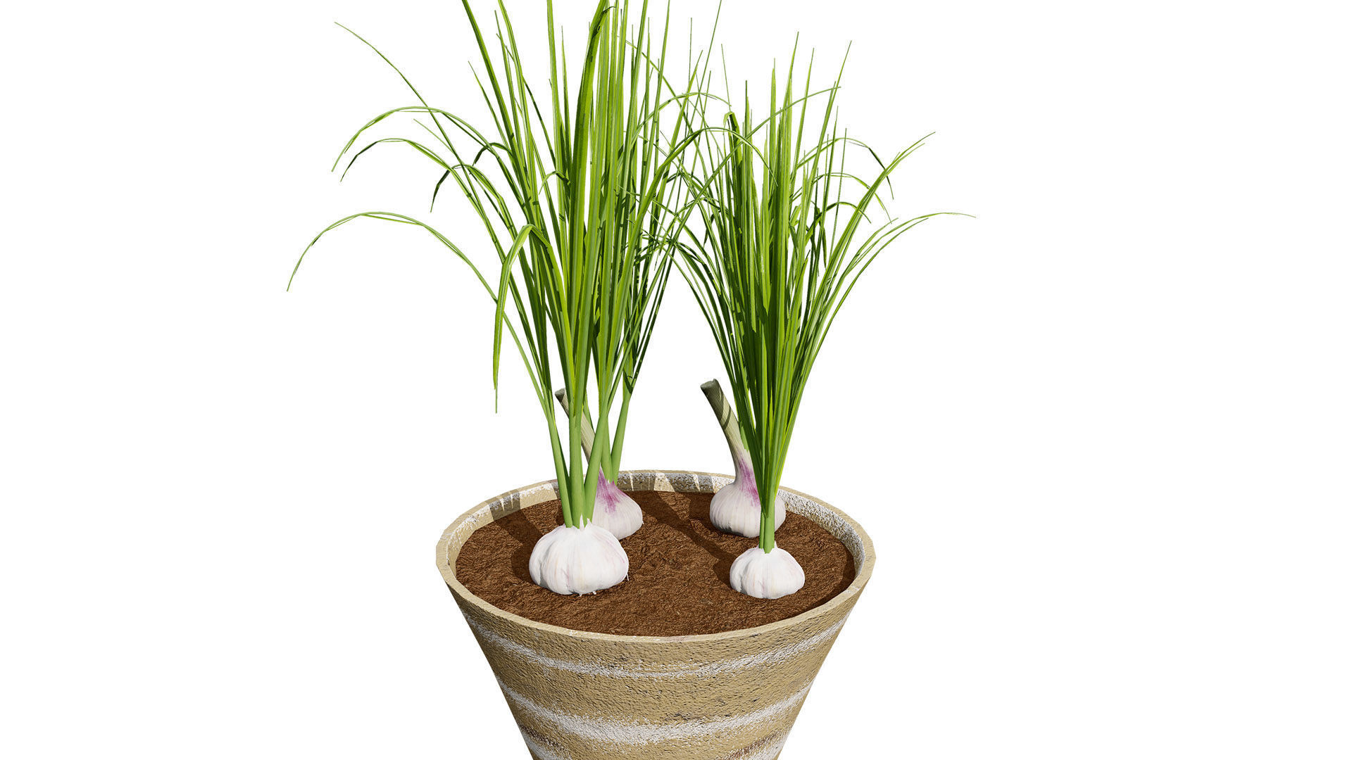 Garlic plant collection Low-poly 3D model_3