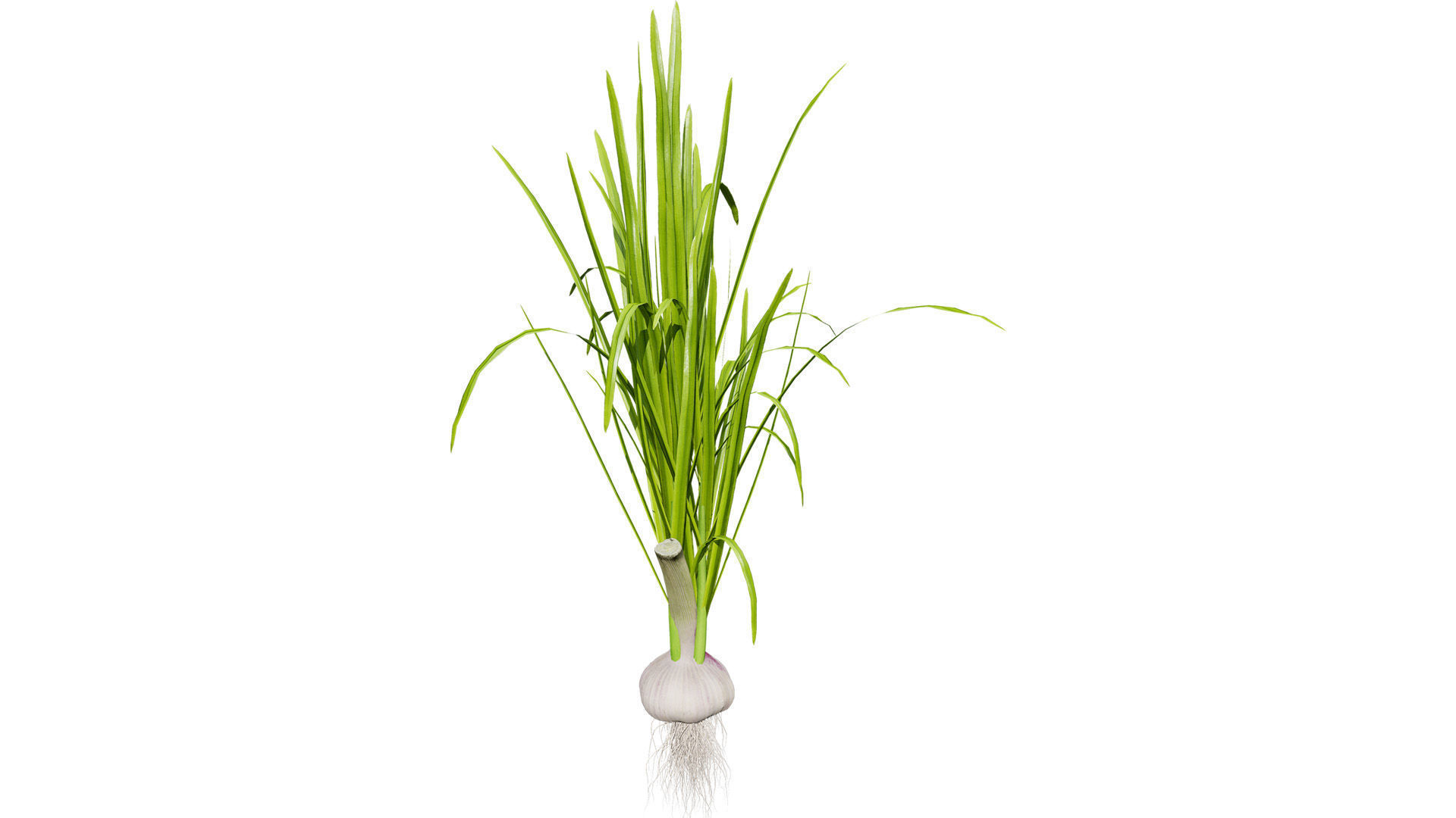 Garlic plant collection Low-poly 3D model_5