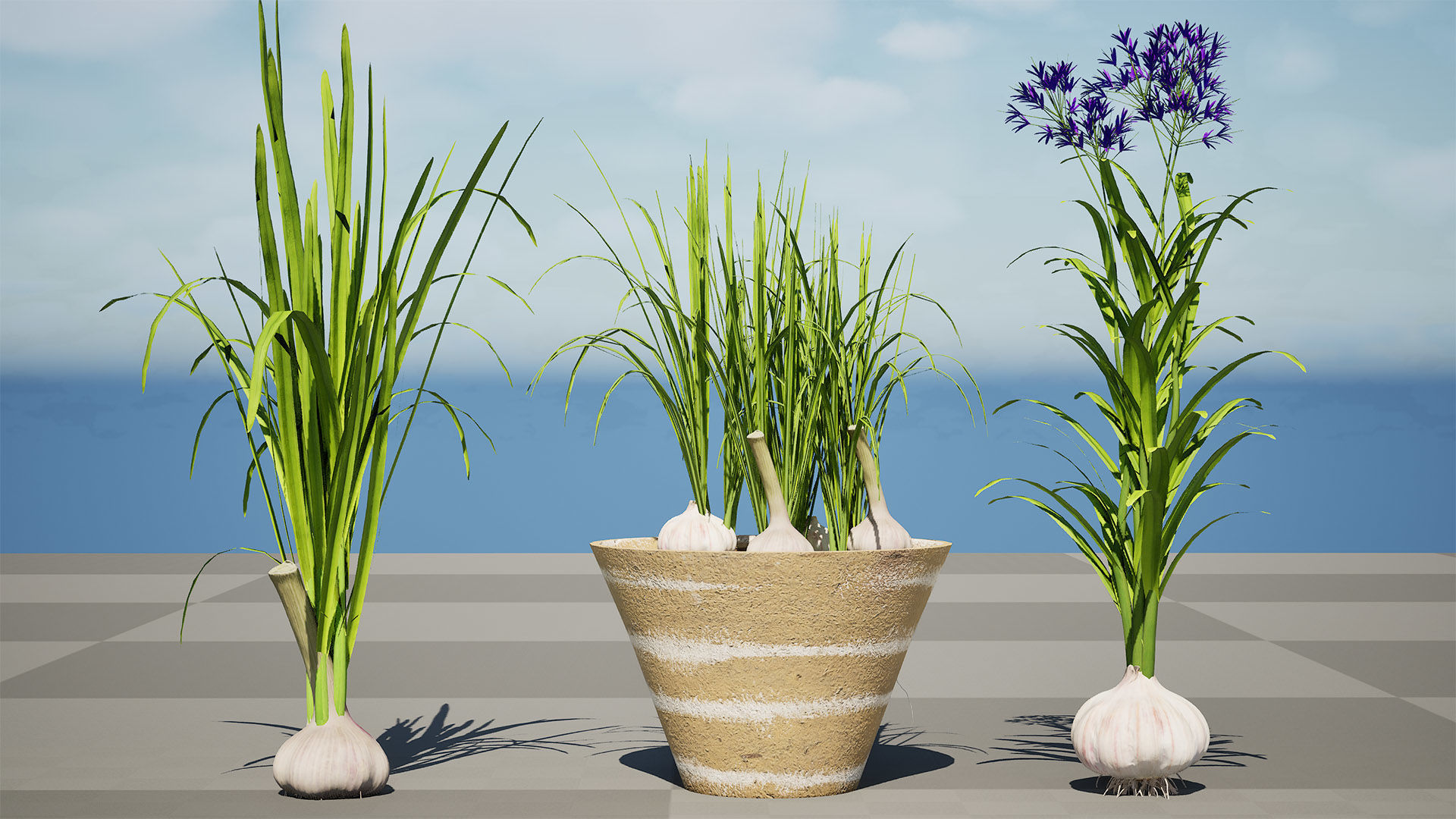 Garlic plant collection Low-poly 3D model_7