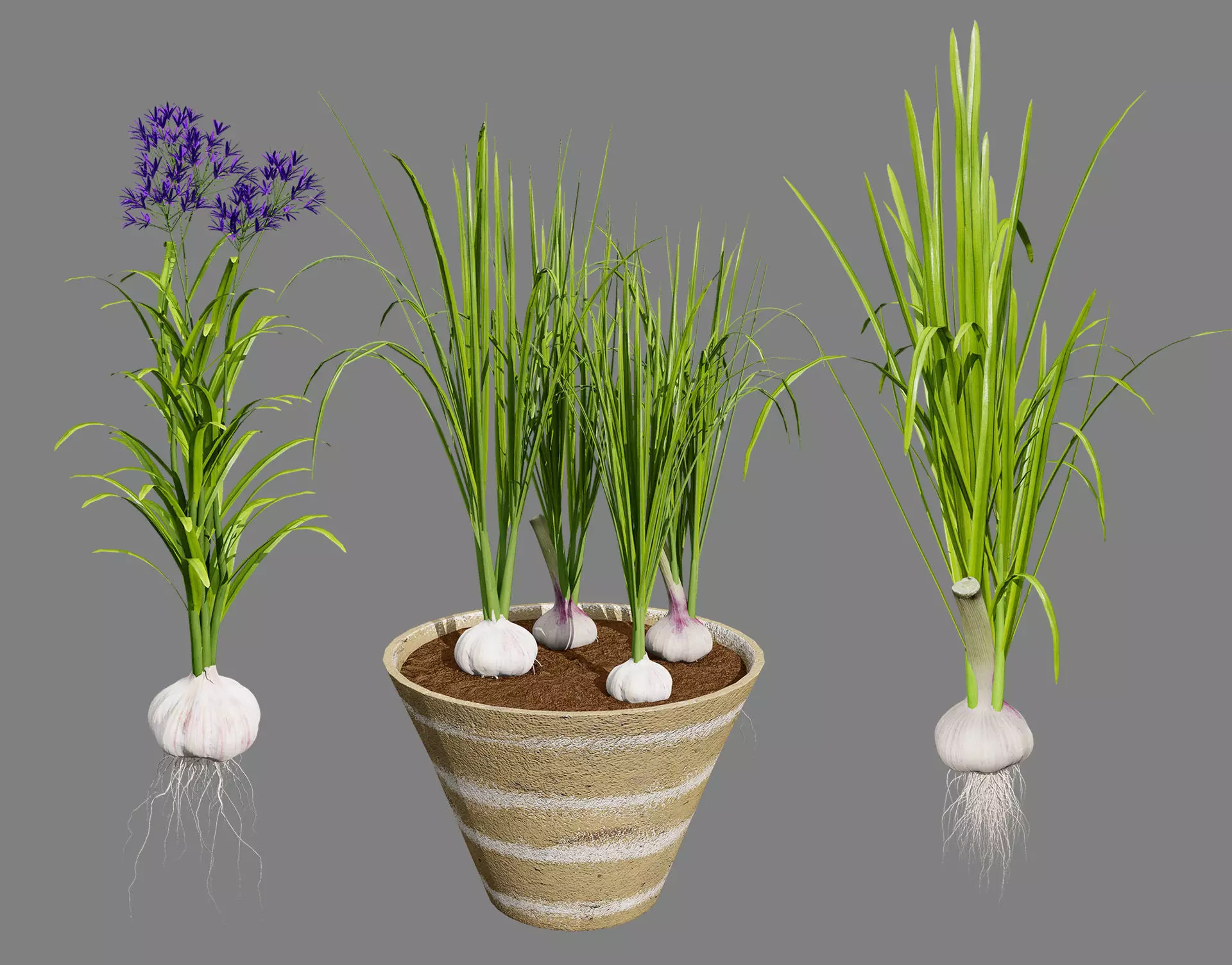 Garlic plant collection Low-poly 3D model_0