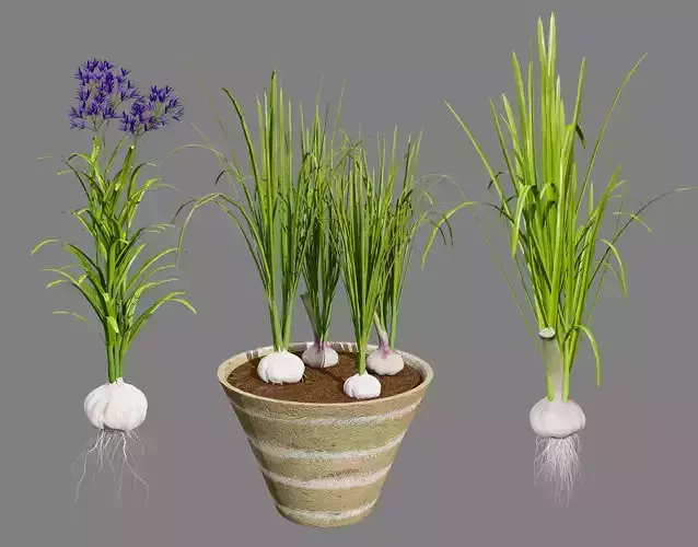 Garlic plant collection Low-poly 3D model