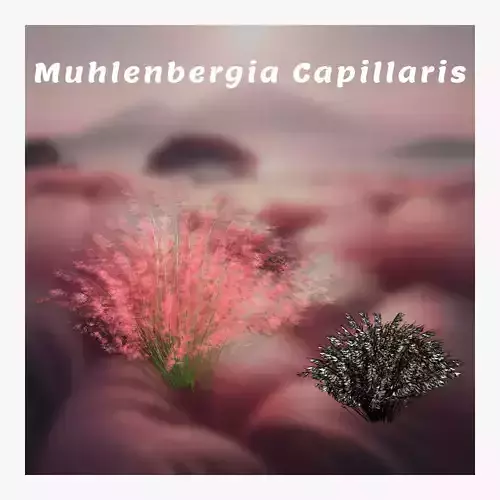 Muhlenbergia Capillaris Low-poly 3D model