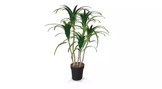 Indoor Decorative Plant