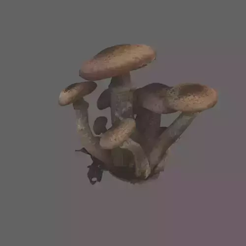 Armillaria ostoyae mushroom