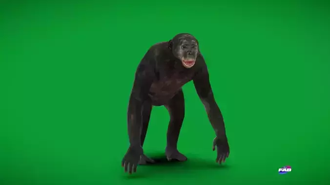 Pygmy Chimpanzee Bonobo Ape Low-poly 3D model