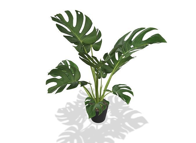 Ornamental plant - Monstera Low-poly 3D model