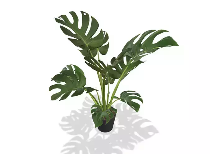 Ornamental plant - Monstera