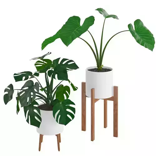House plants