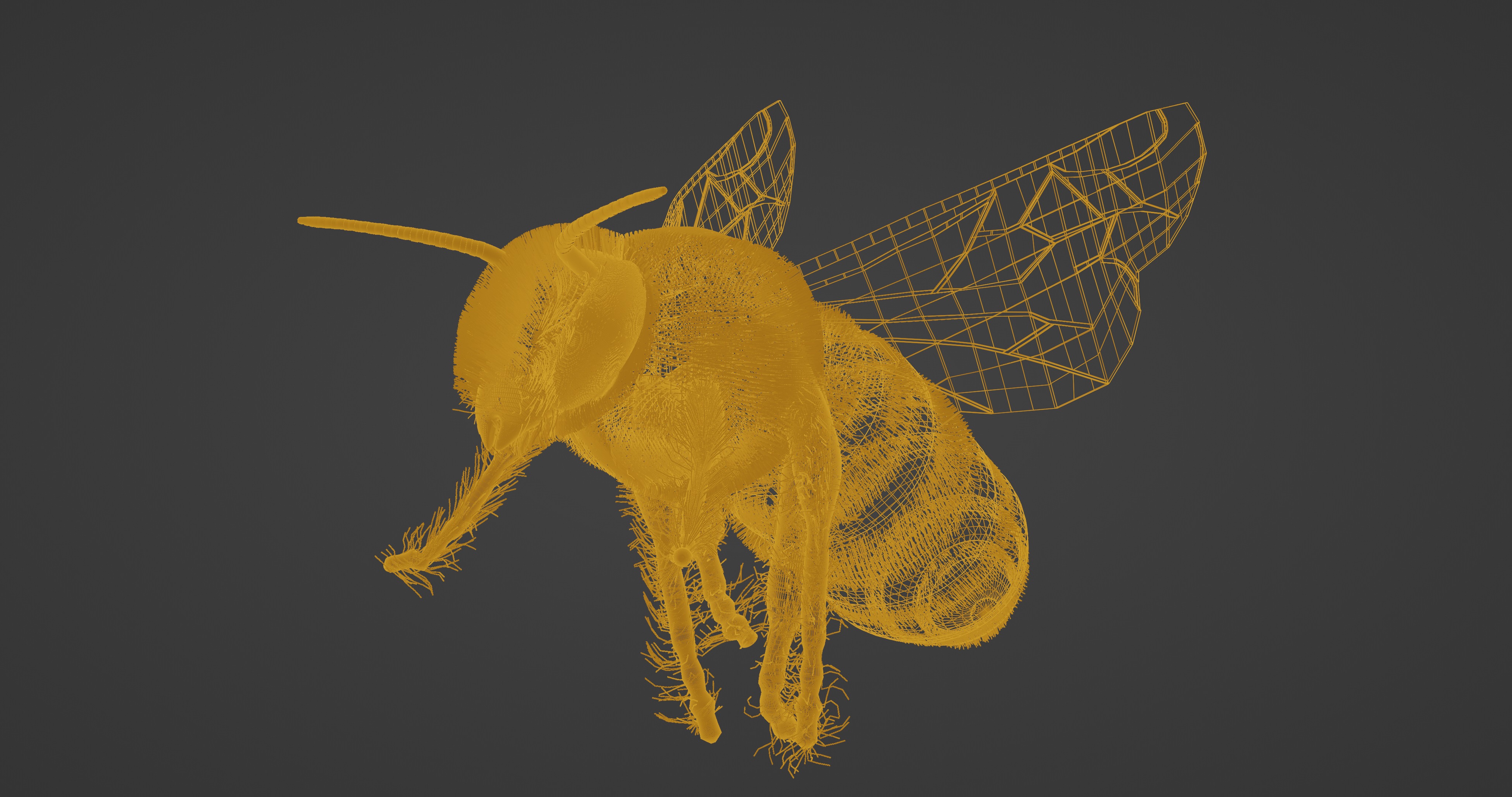 Honeybee 3D model_5