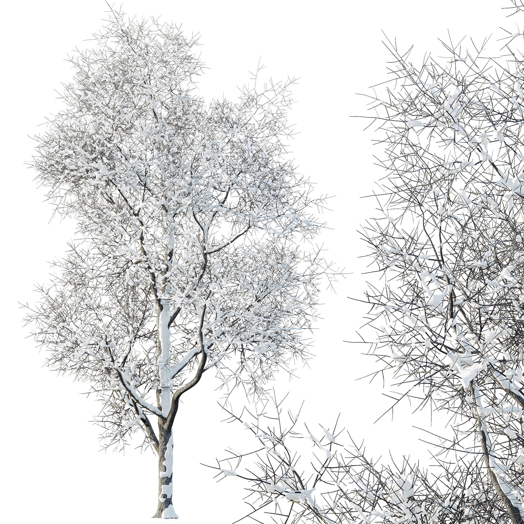 AV Plants Ash Tree Winter Snow Set03 3D model_1