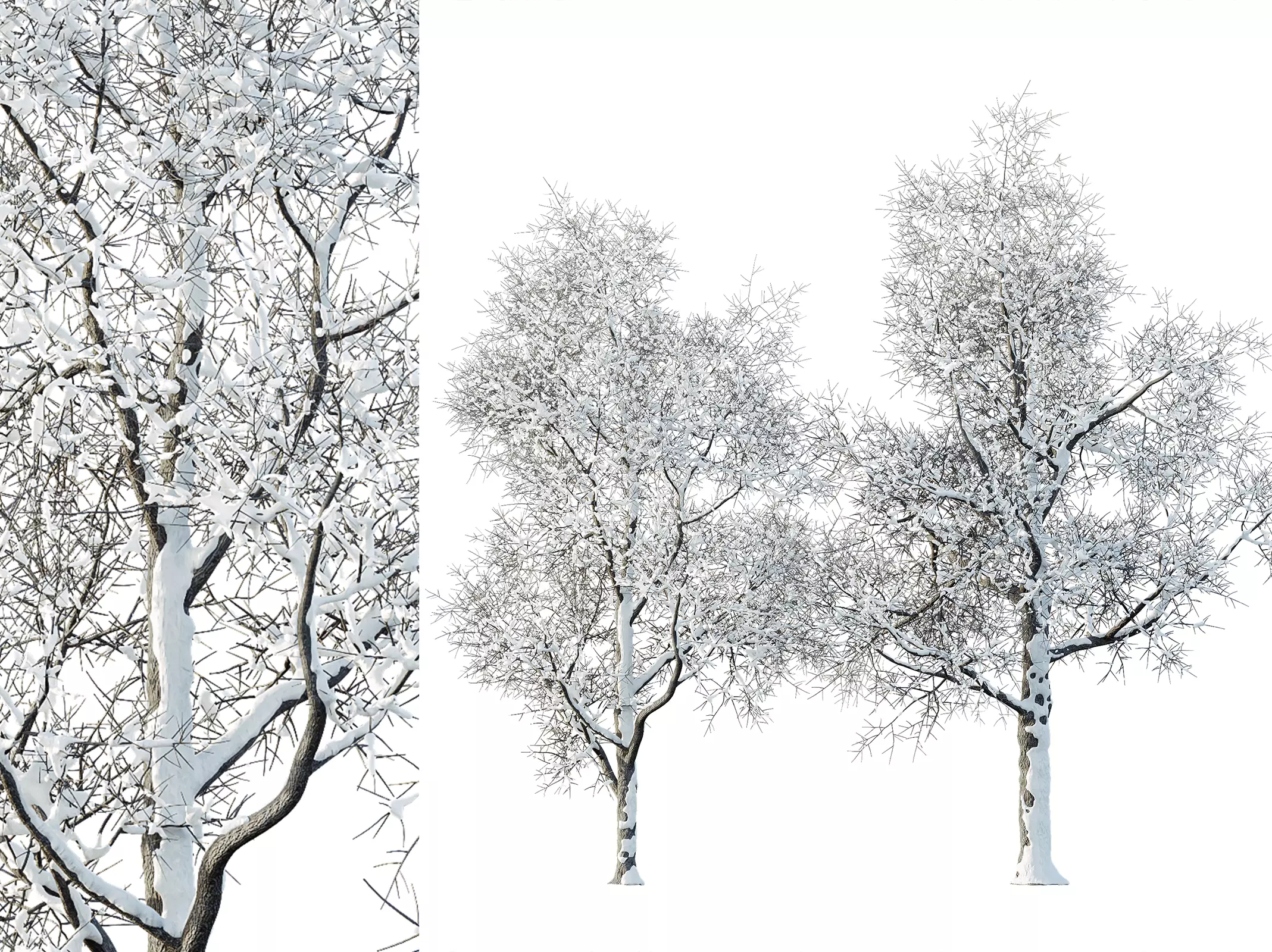 AV Plants Ash Tree Winter Snow Set03 3D model_0