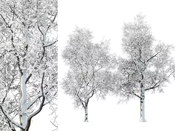 AV Plants Ash Tree Winter Snow Set03 3D model