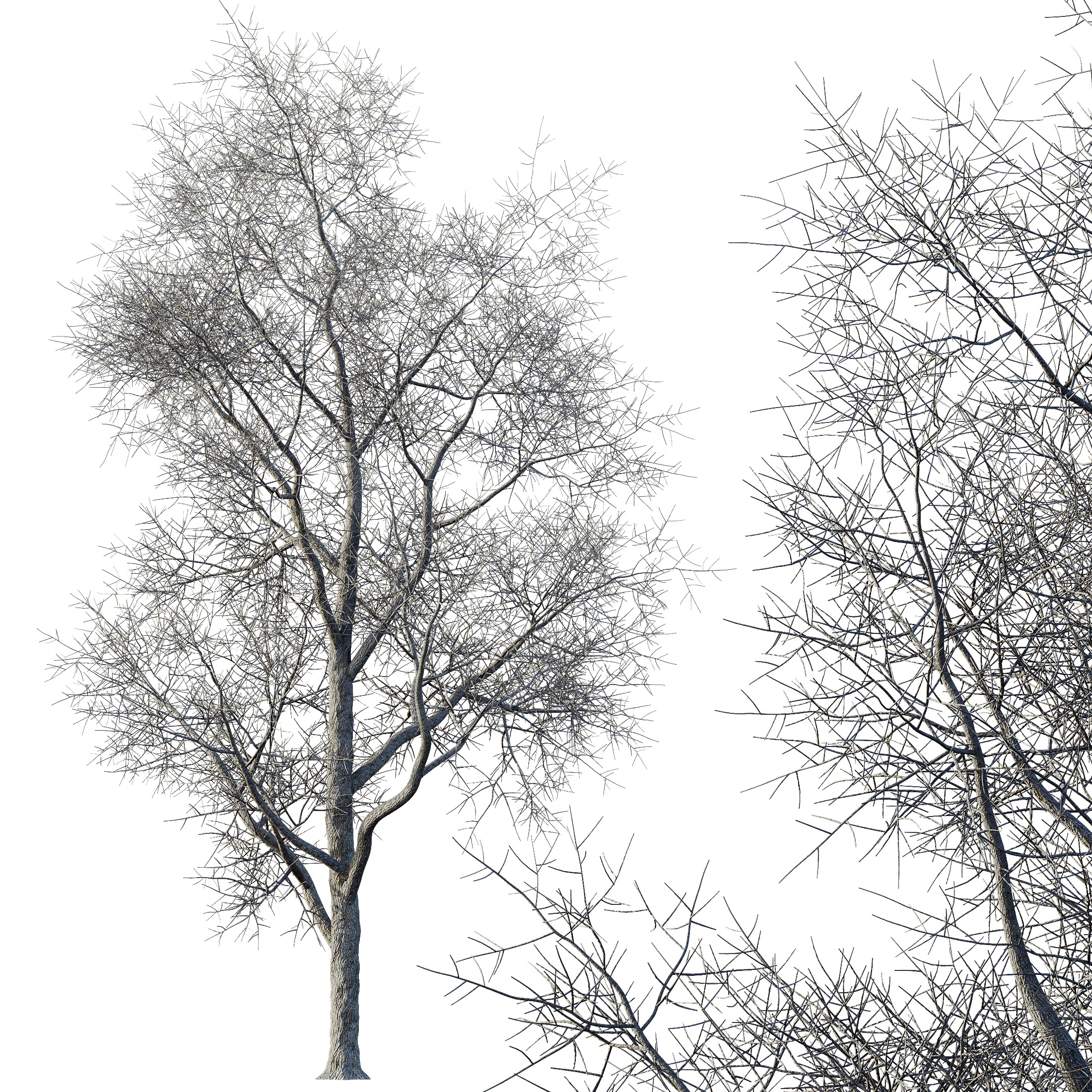 AV Plants Ash Tree Winter Snow Set03 3D model_2