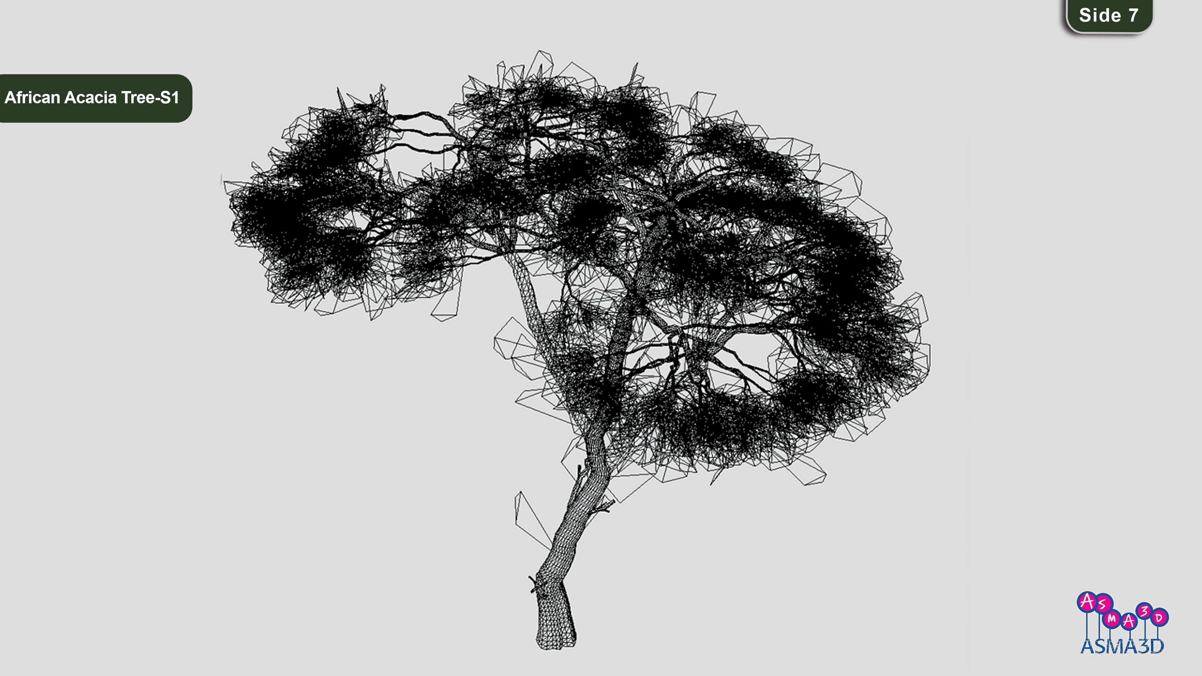 African Acacia Tree-S1 Low-poly 3D model_7