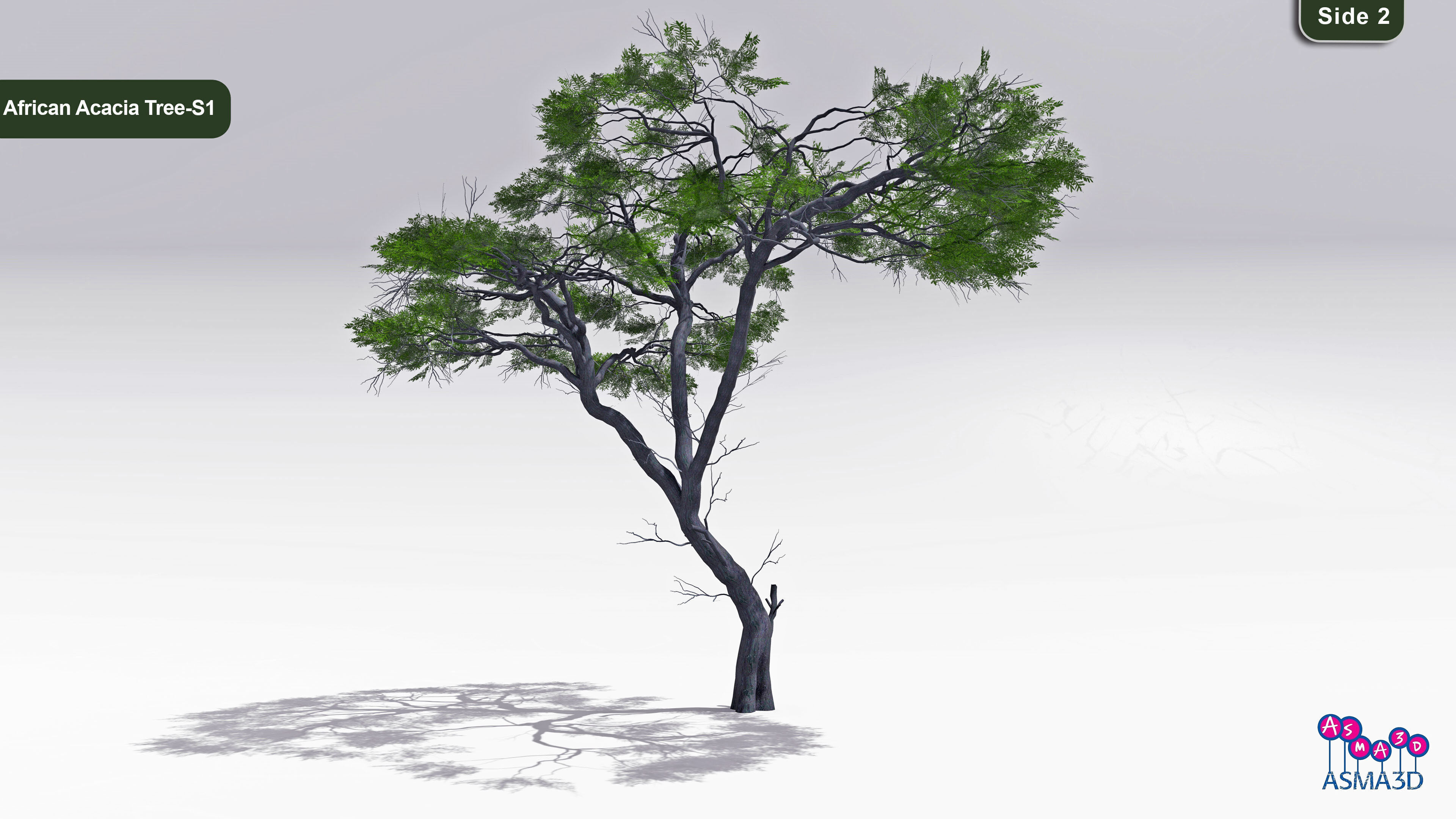 African Acacia Tree-S1 Low-poly 3D model_2