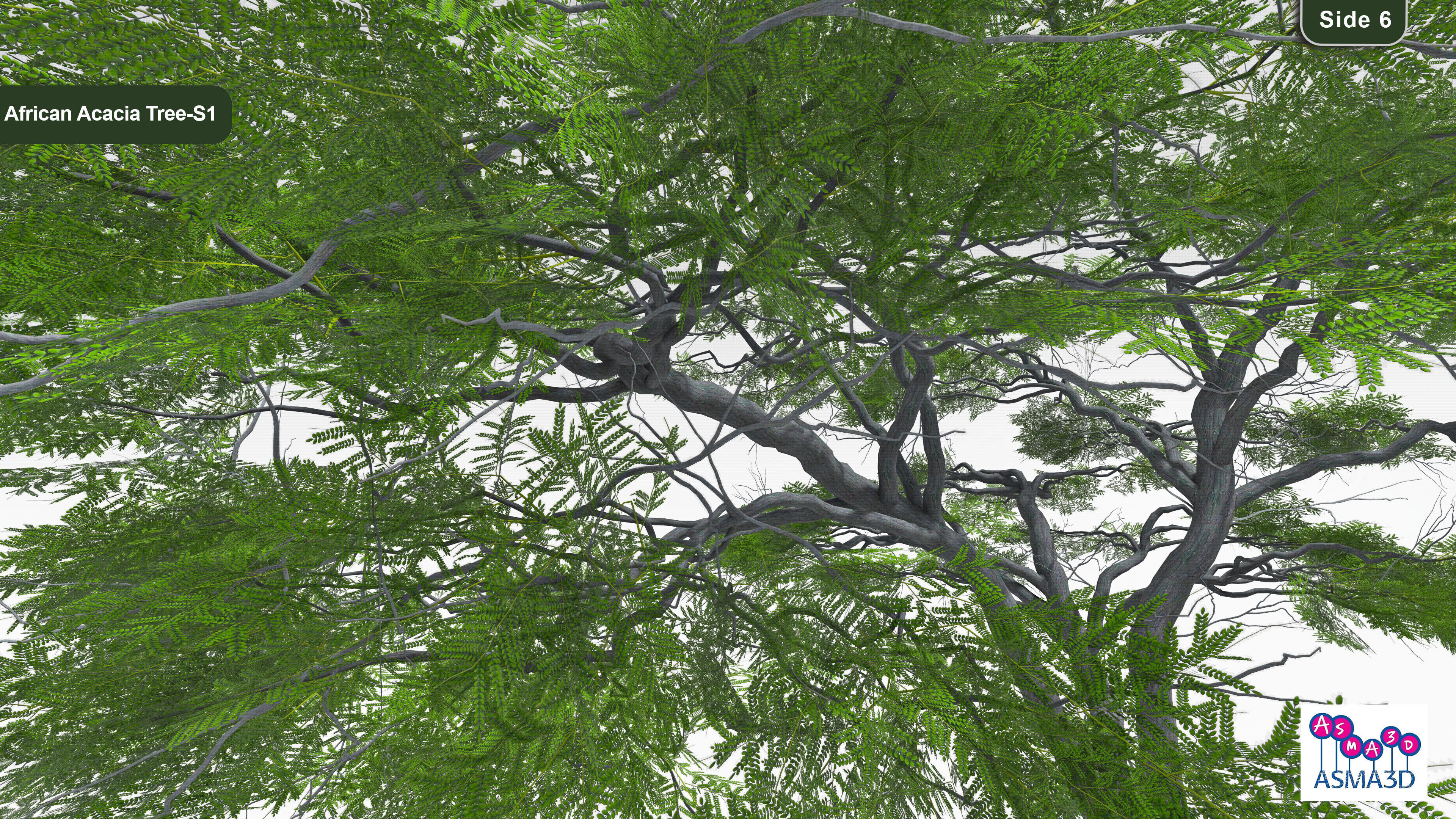 African Acacia Tree-S1 Low-poly 3D model_6