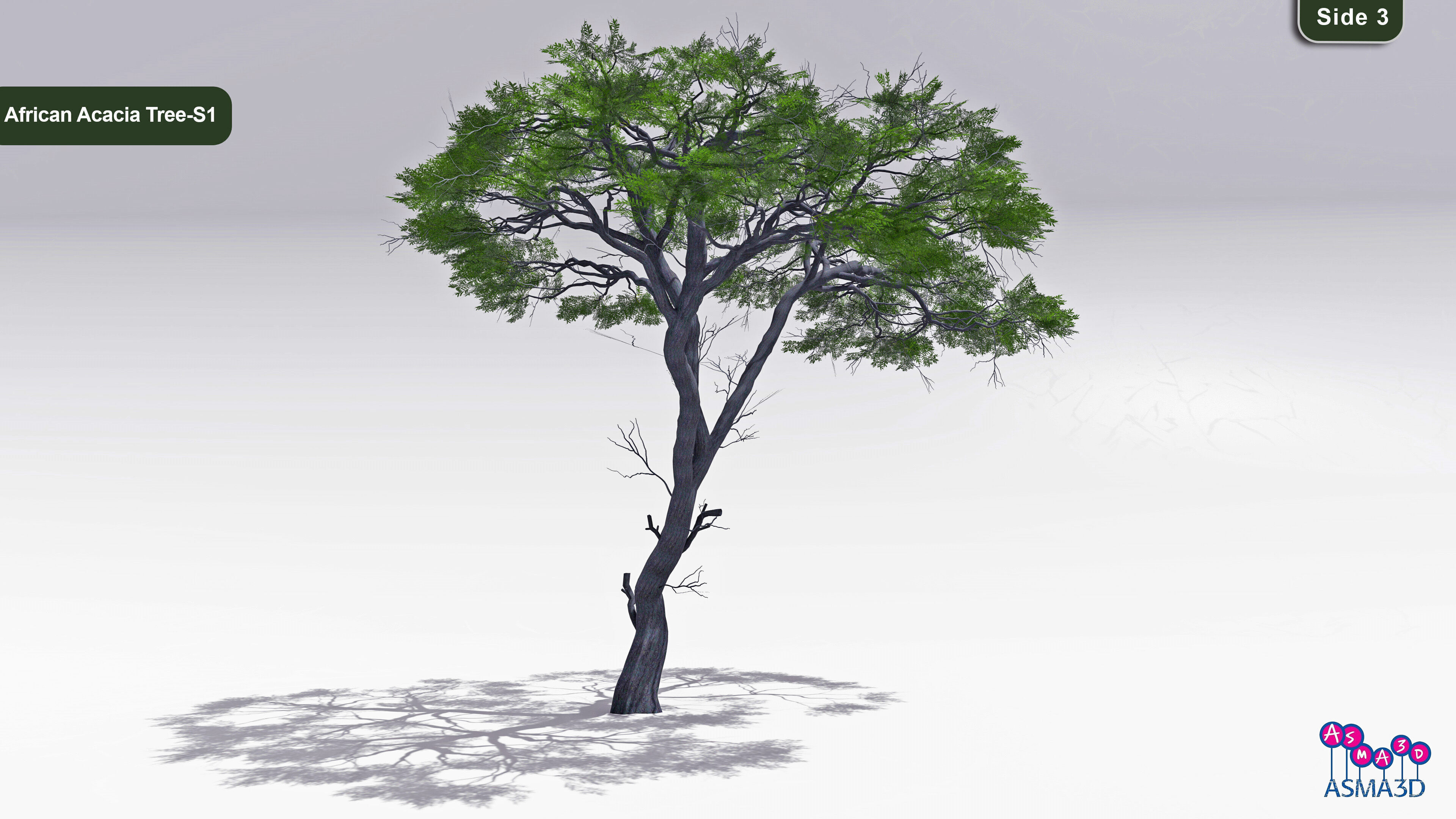 African Acacia Tree-S1 Low-poly 3D model_3