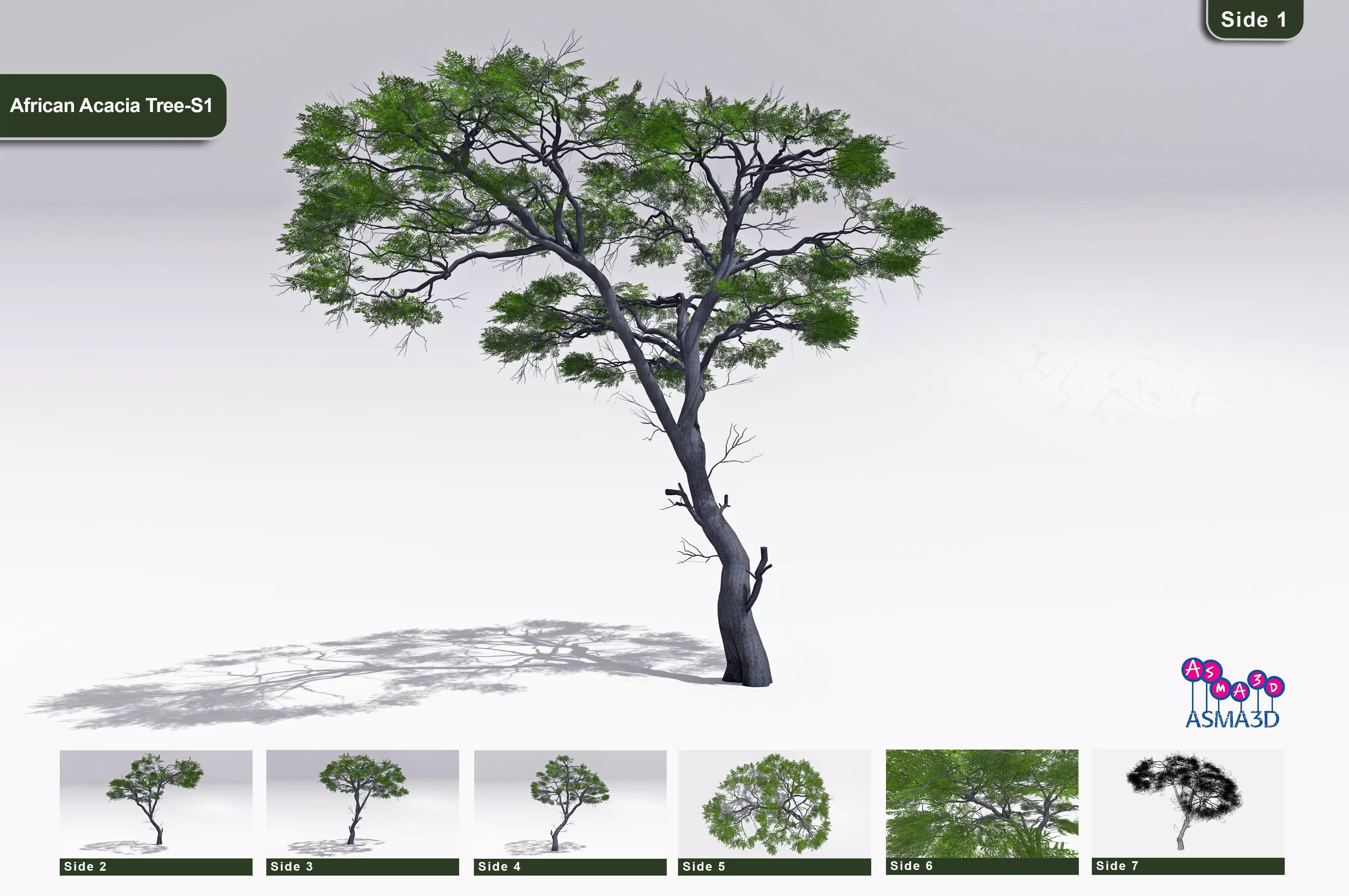 African Acacia Tree-S1 Low-poly 3D model_0