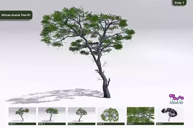 African Acacia Tree-S1 Low-poly 3D model