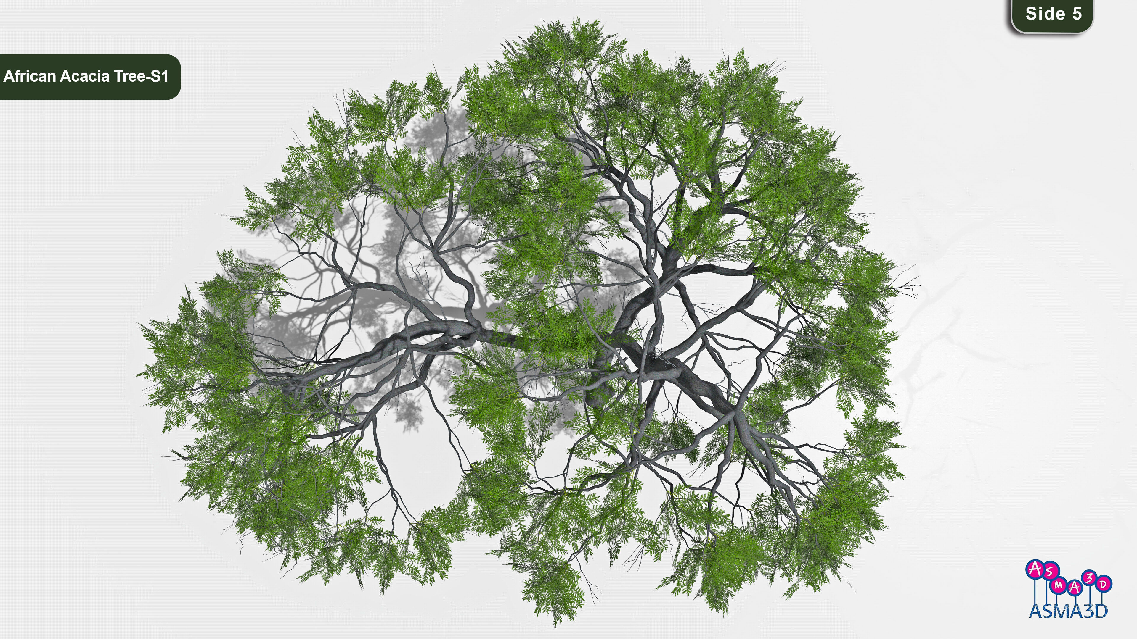 African Acacia Tree-S1 Low-poly 3D model_5