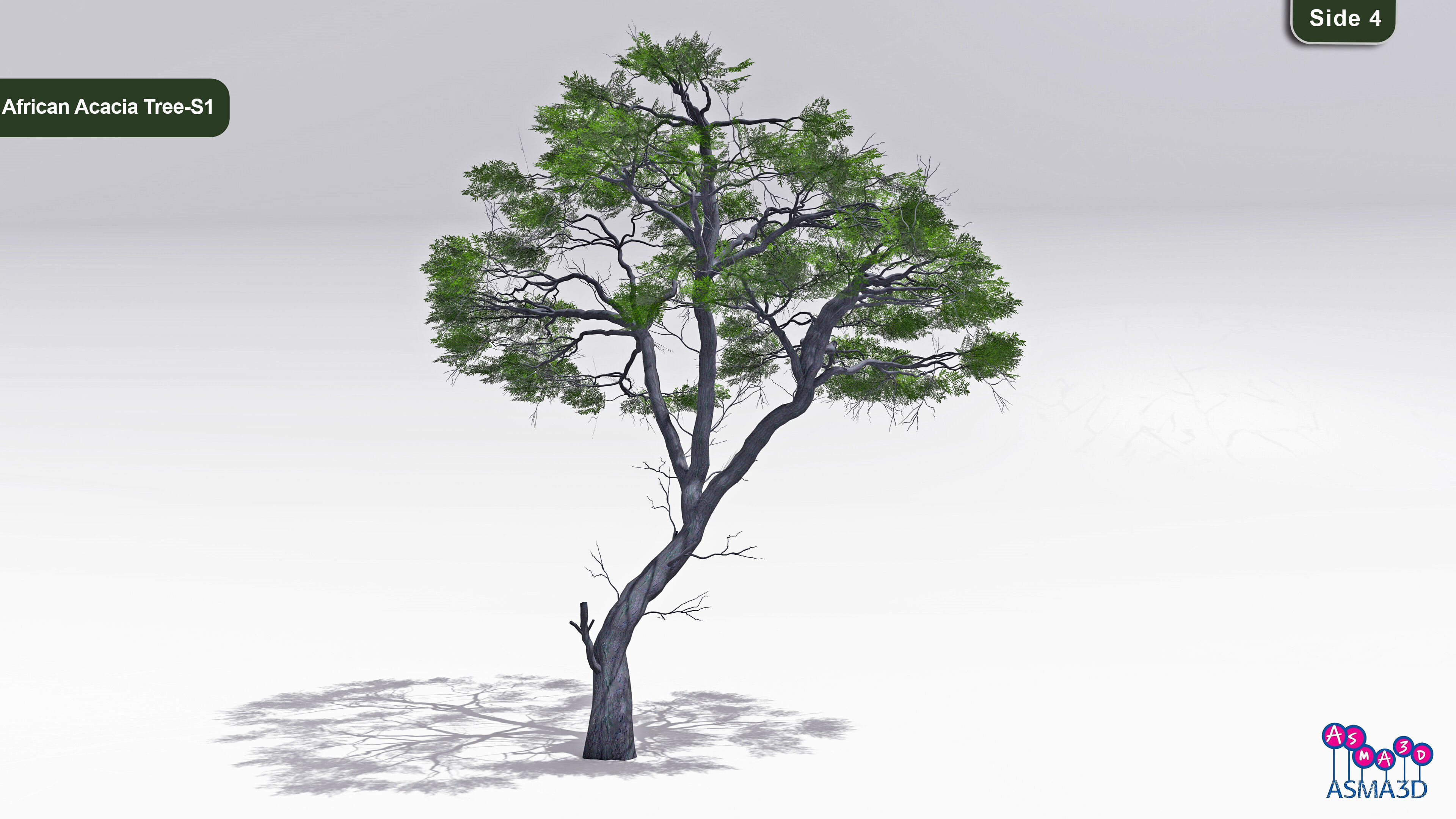 African Acacia Tree-S1 Low-poly 3D model_4