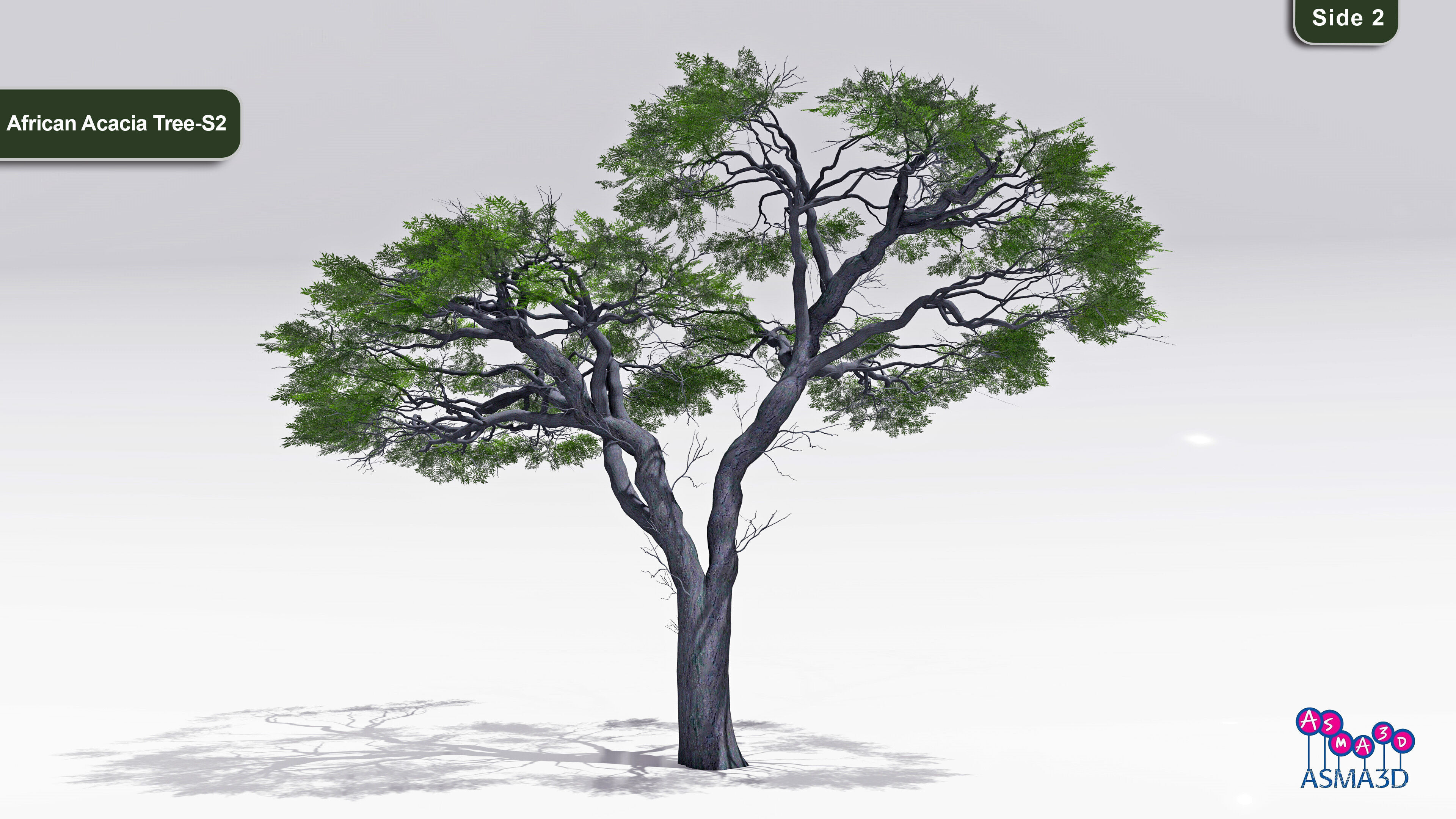 African Acacia Tree-S2 Low-poly 3D model_2