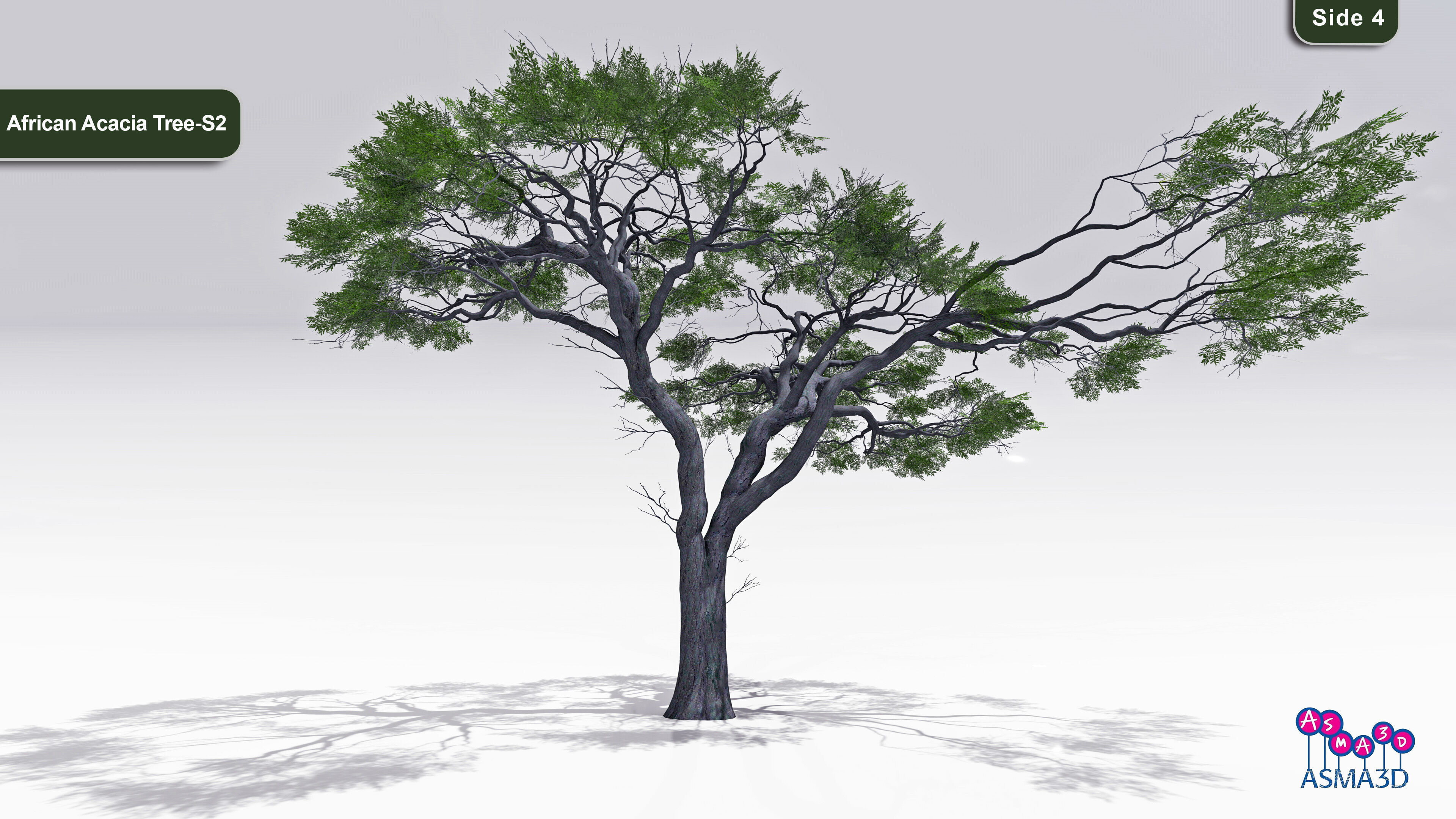 African Acacia Tree-S2 Low-poly 3D model_4