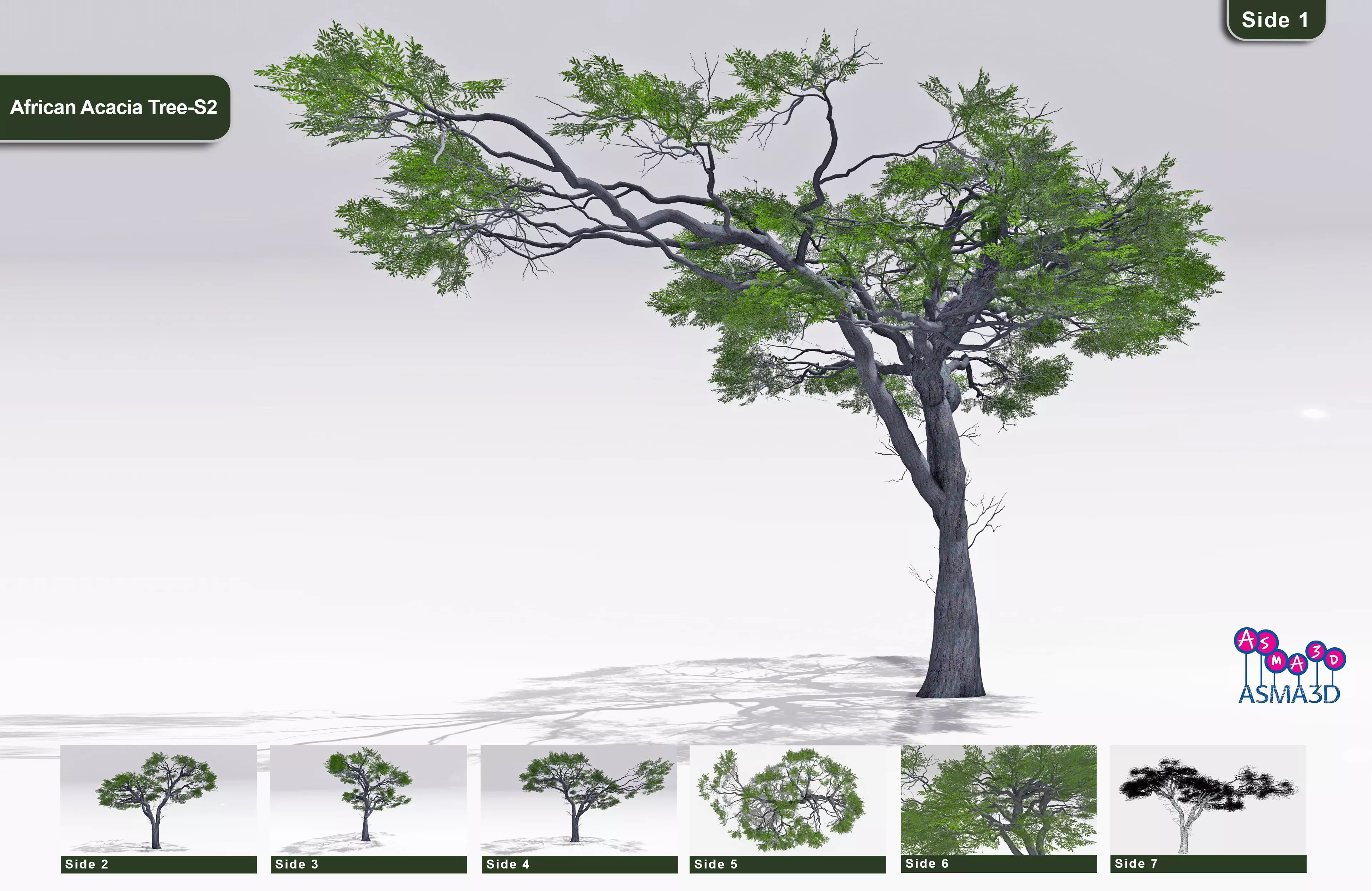 African Acacia Tree-S2 Low-poly 3D model_0