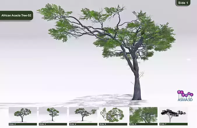 African Acacia Tree-S2 Low-poly 3D model