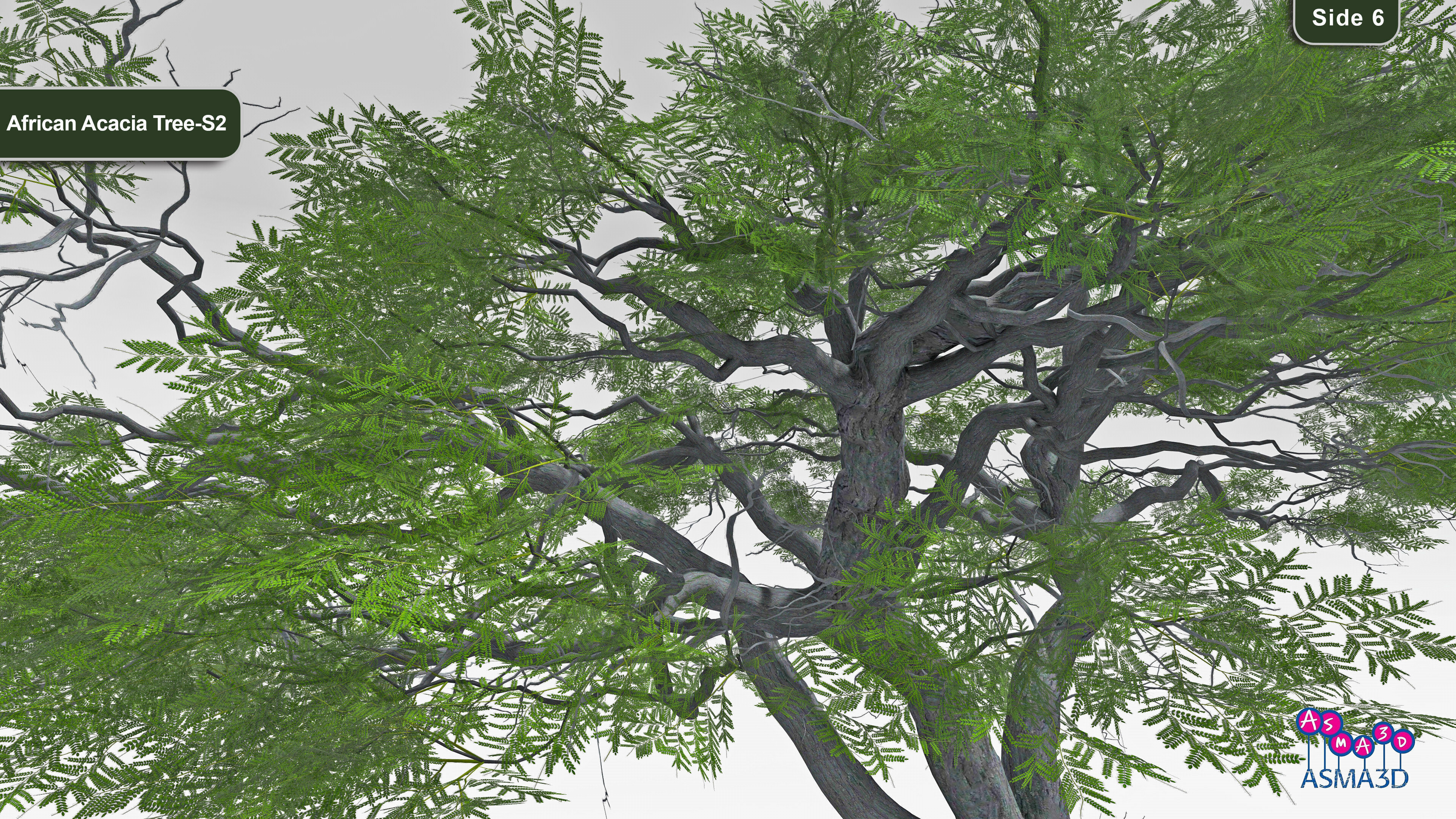African Acacia Tree-S2 Low-poly 3D model_6