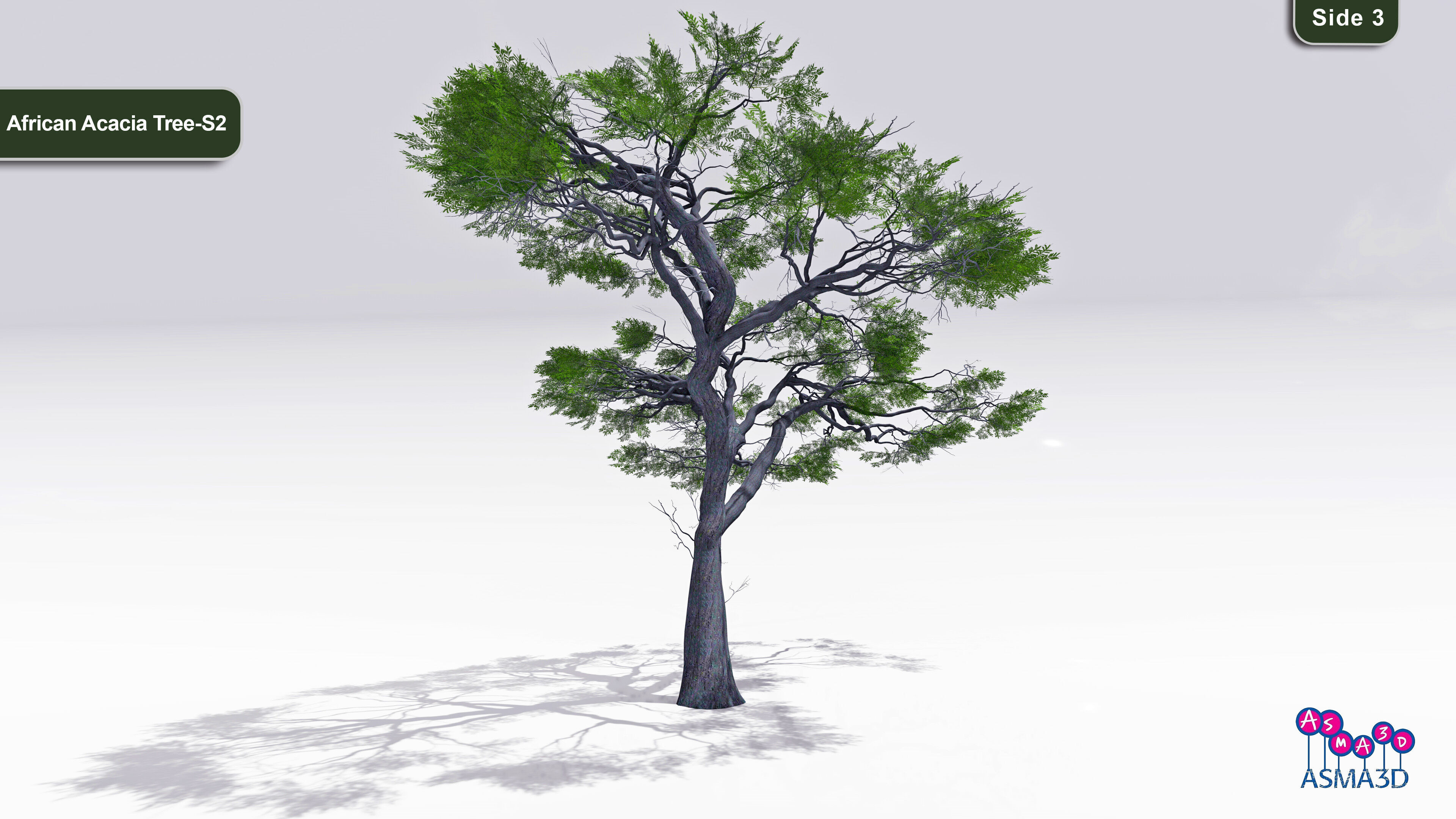 African Acacia Tree-S2 Low-poly 3D model_3