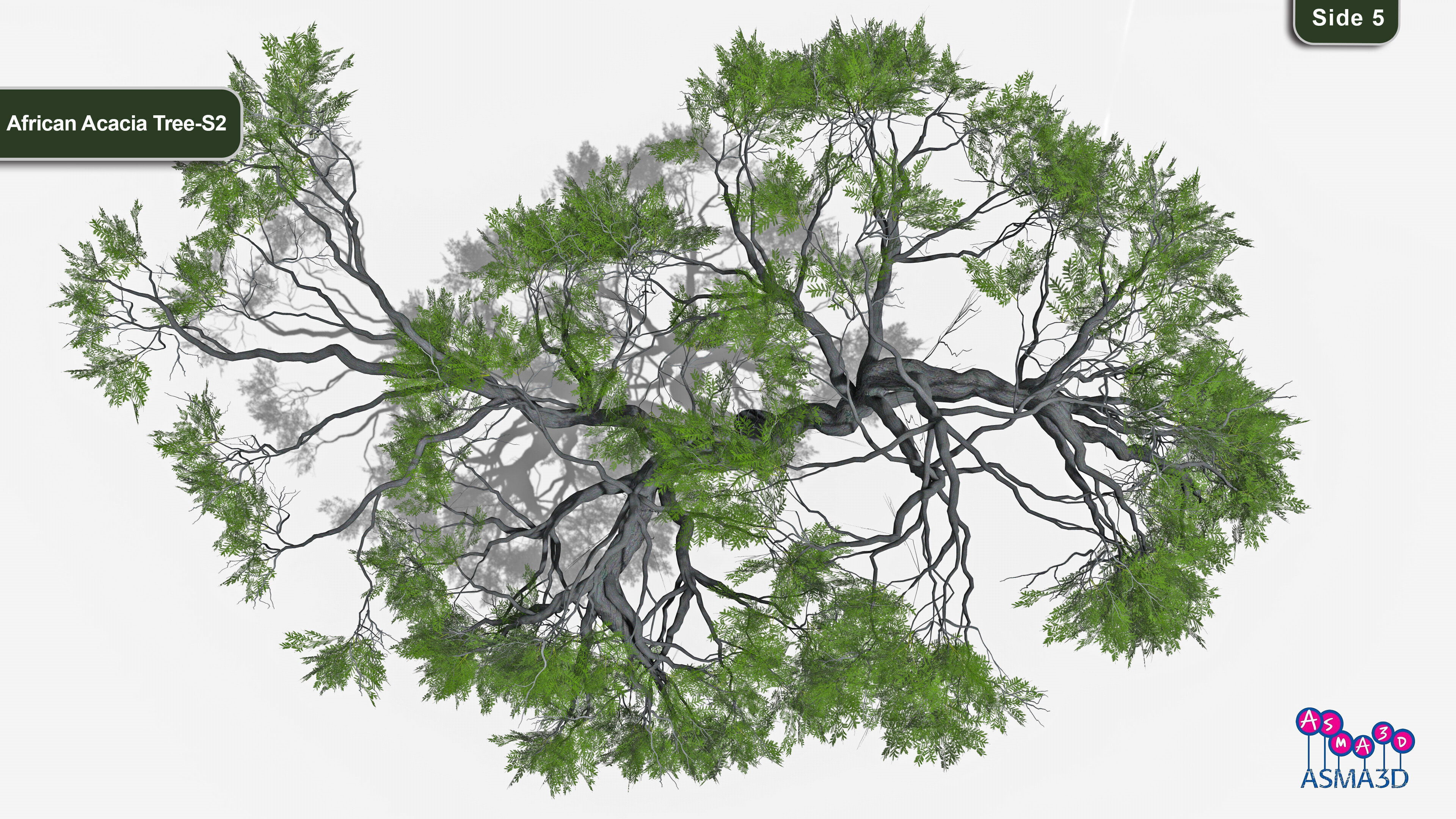 African Acacia Tree-S2 Low-poly 3D model_5