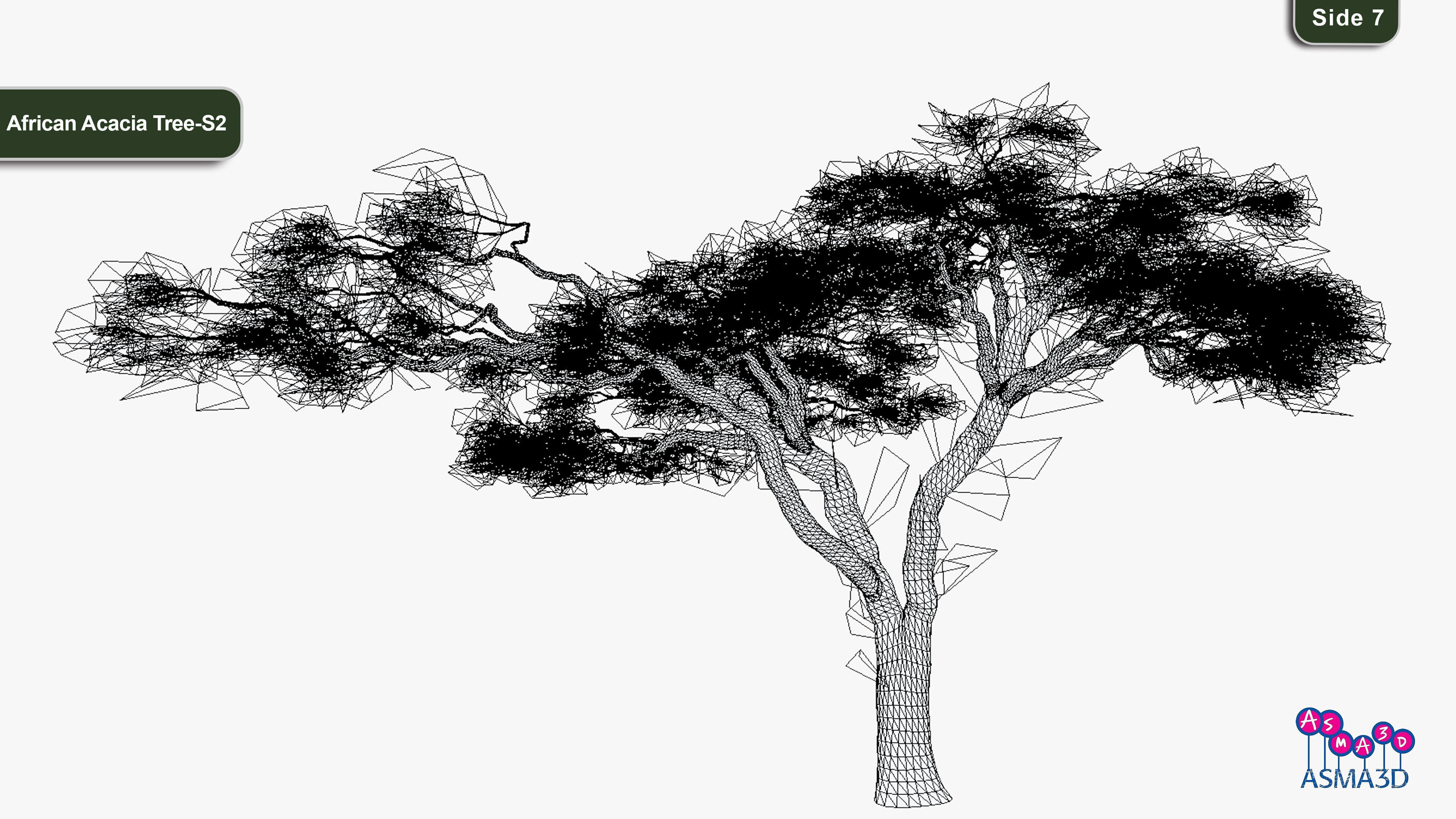 African Acacia Tree-S2 Low-poly 3D model_7