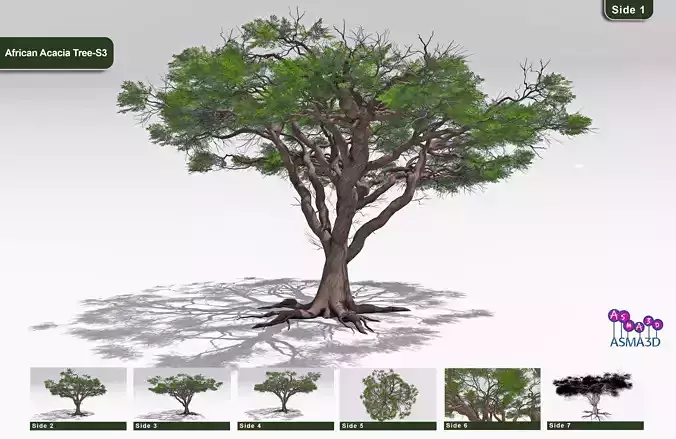 African Acacia Tree-S3 Low-poly 3D model