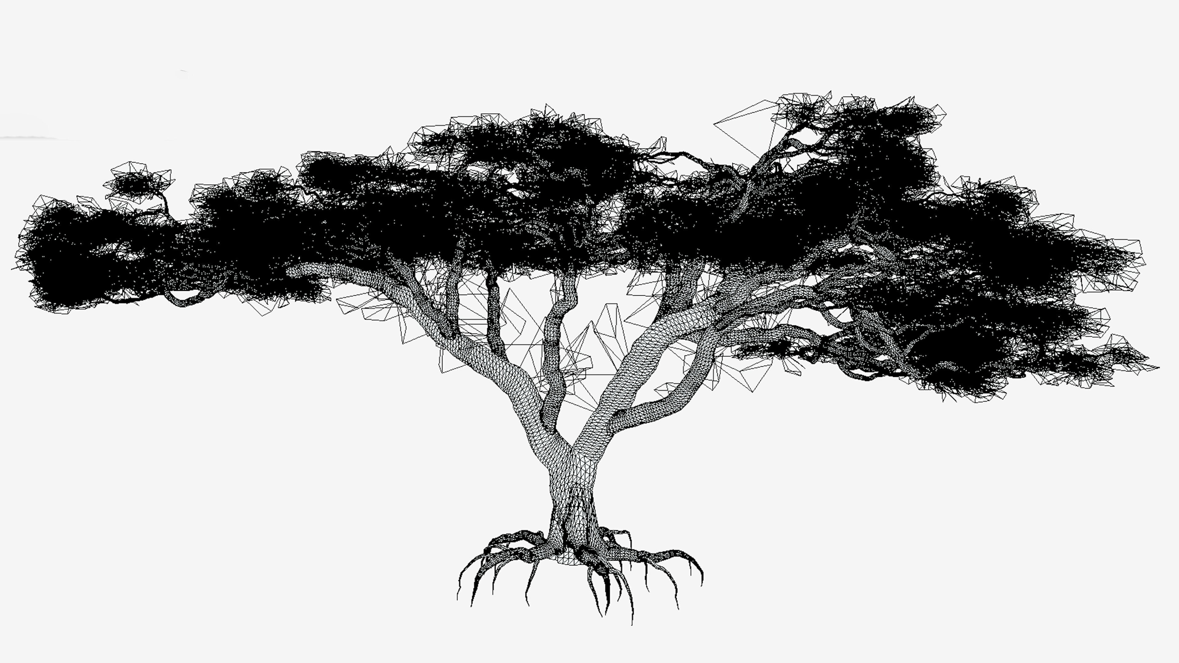 African Acacia Tree-S4 Low-poly 3D model_7