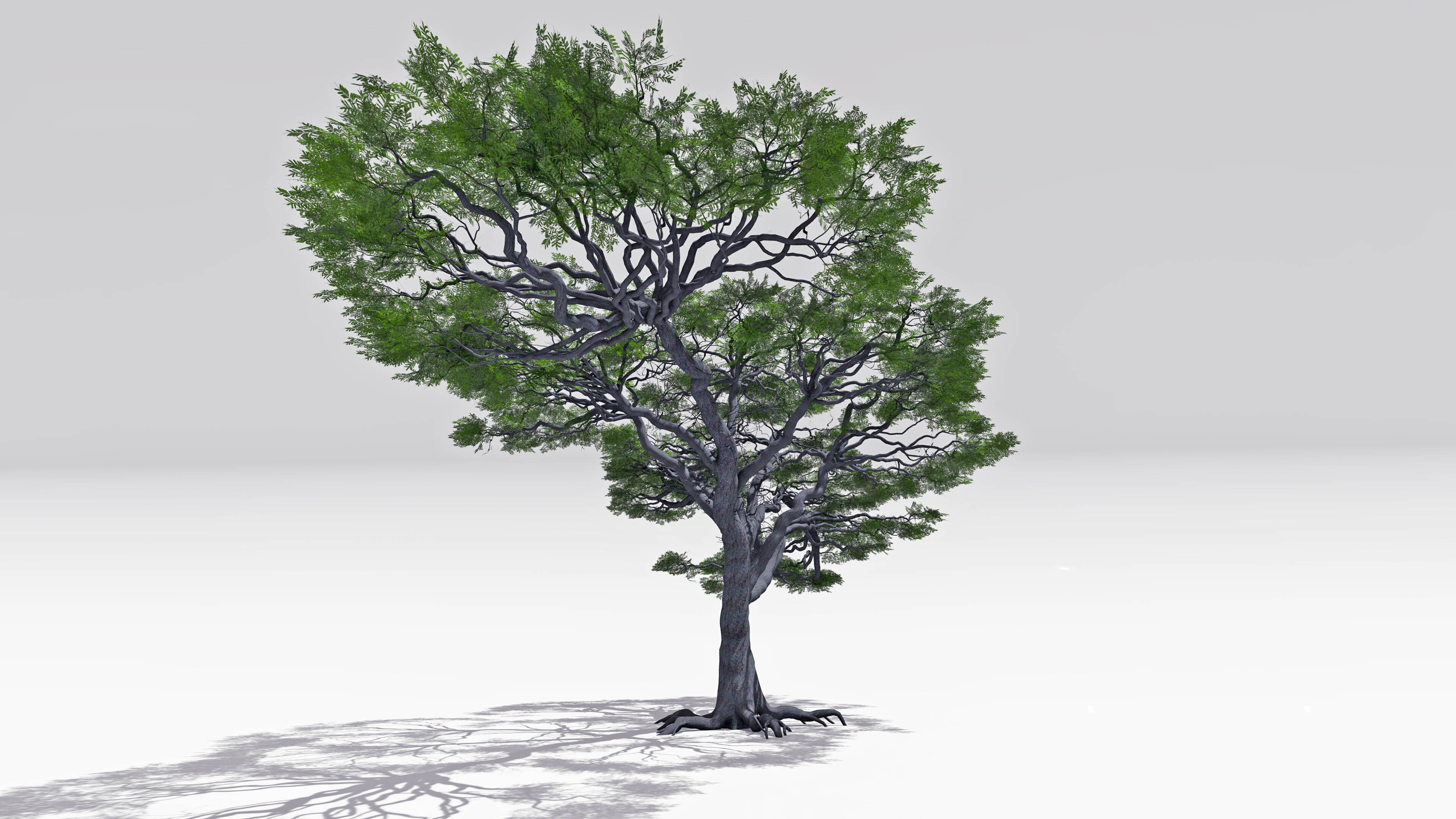 African Acacia Tree-S4 Low-poly 3D model_3