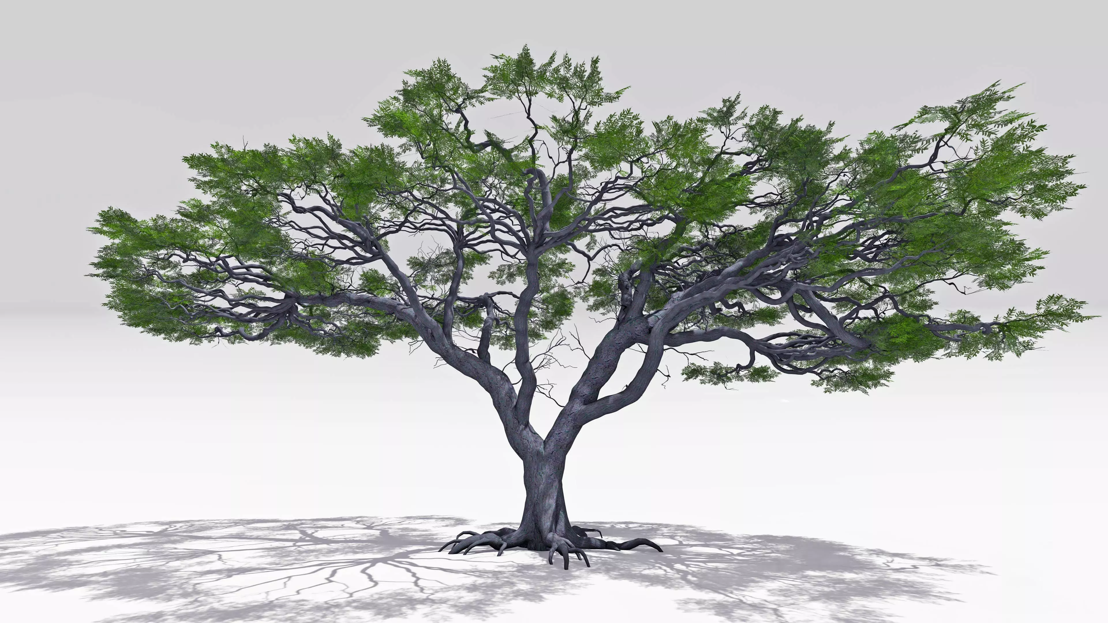 African Acacia Tree-S4 Low-poly 3D model_0
