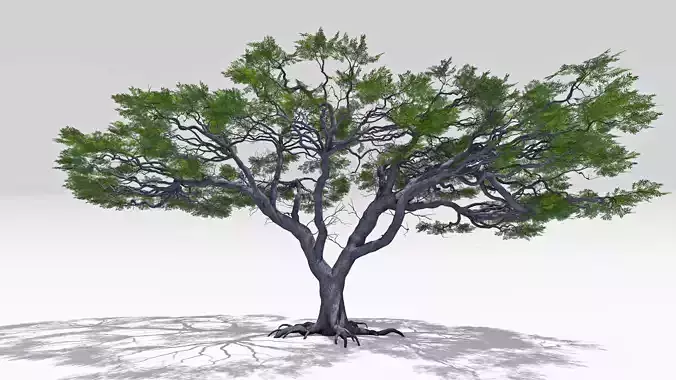 African Acacia Tree-S4 Low-poly 3D model