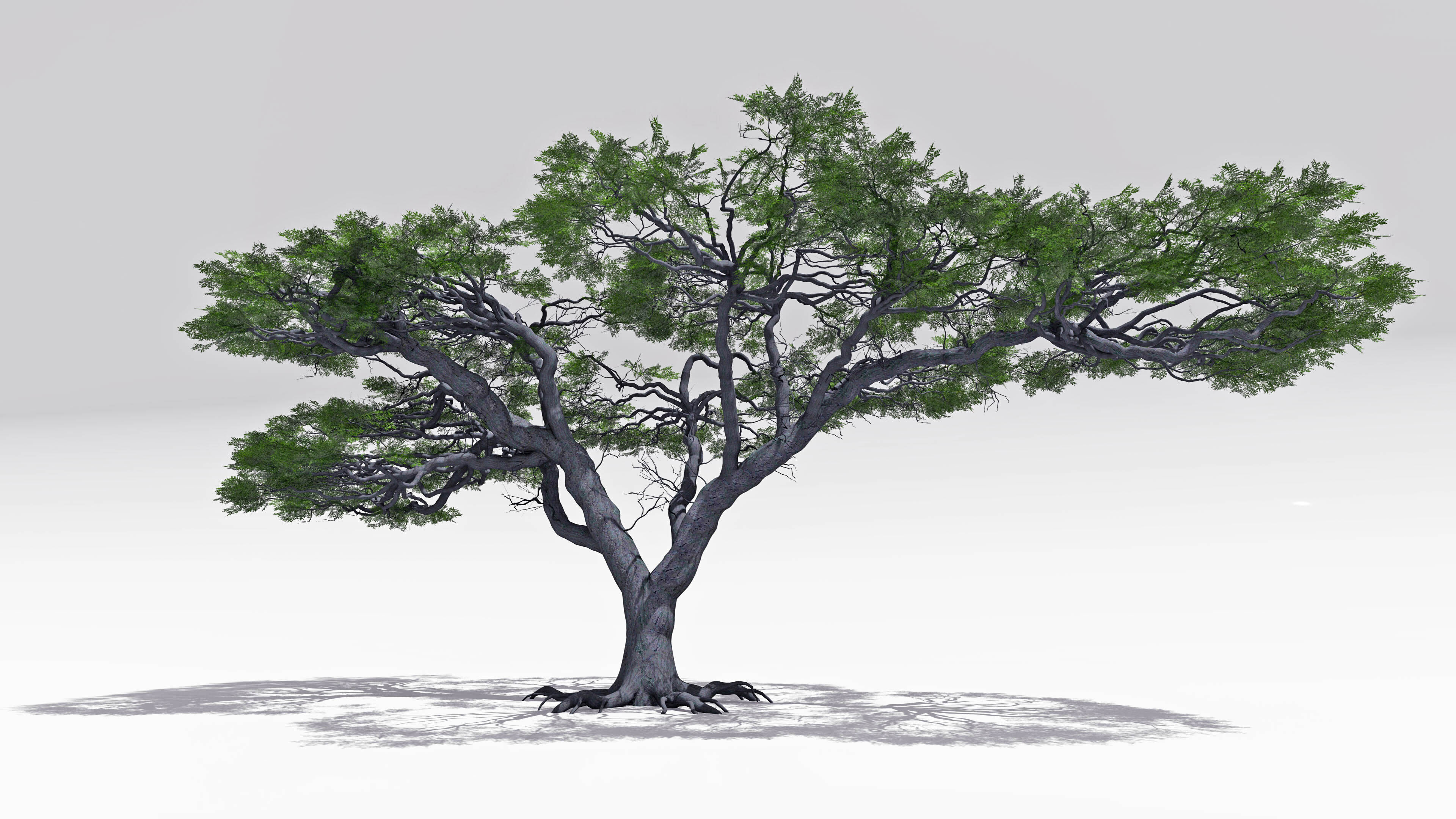 African Acacia Tree-S4 Low-poly 3D model_2