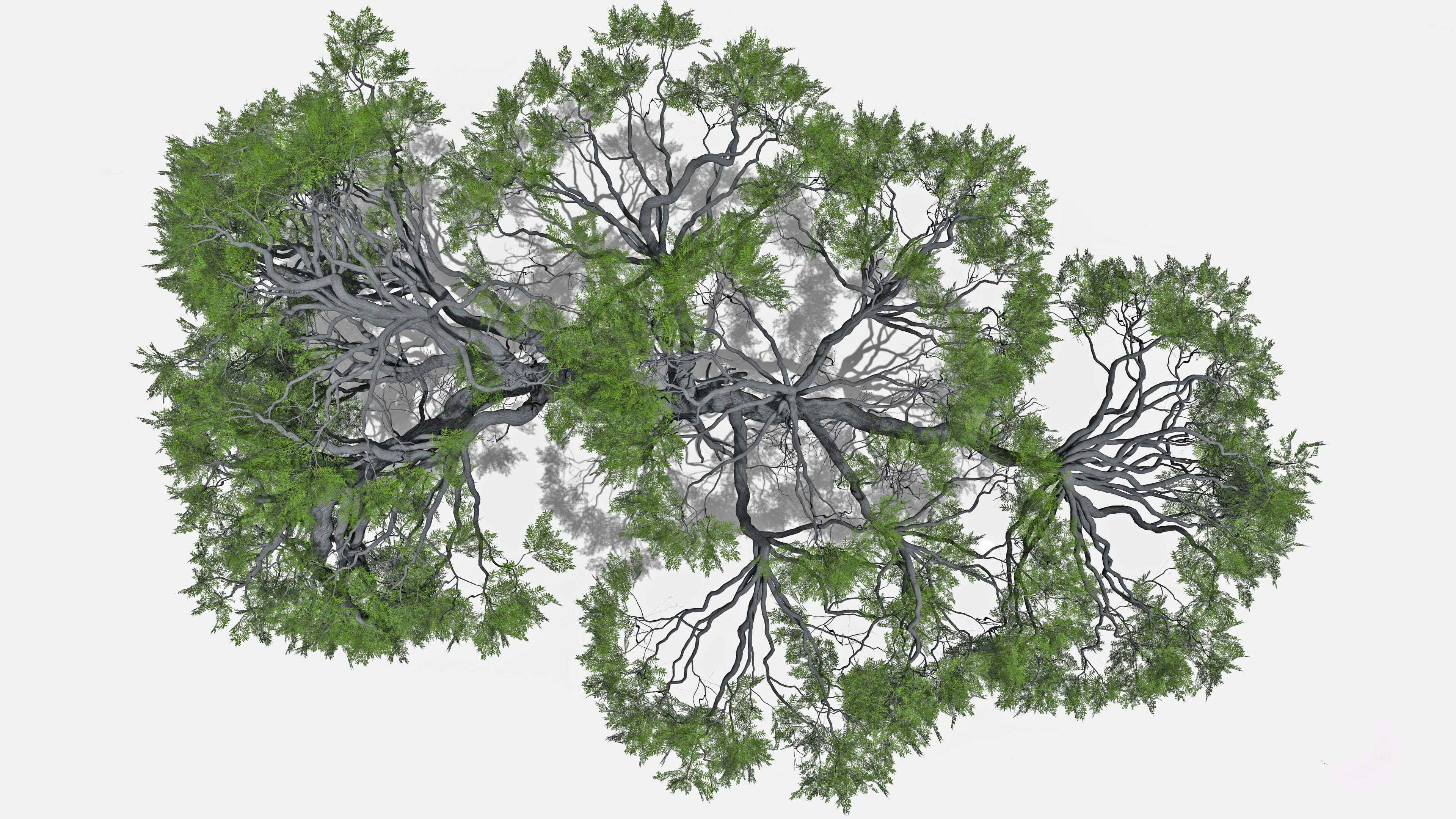 African Acacia Tree-S4 Low-poly 3D model_5