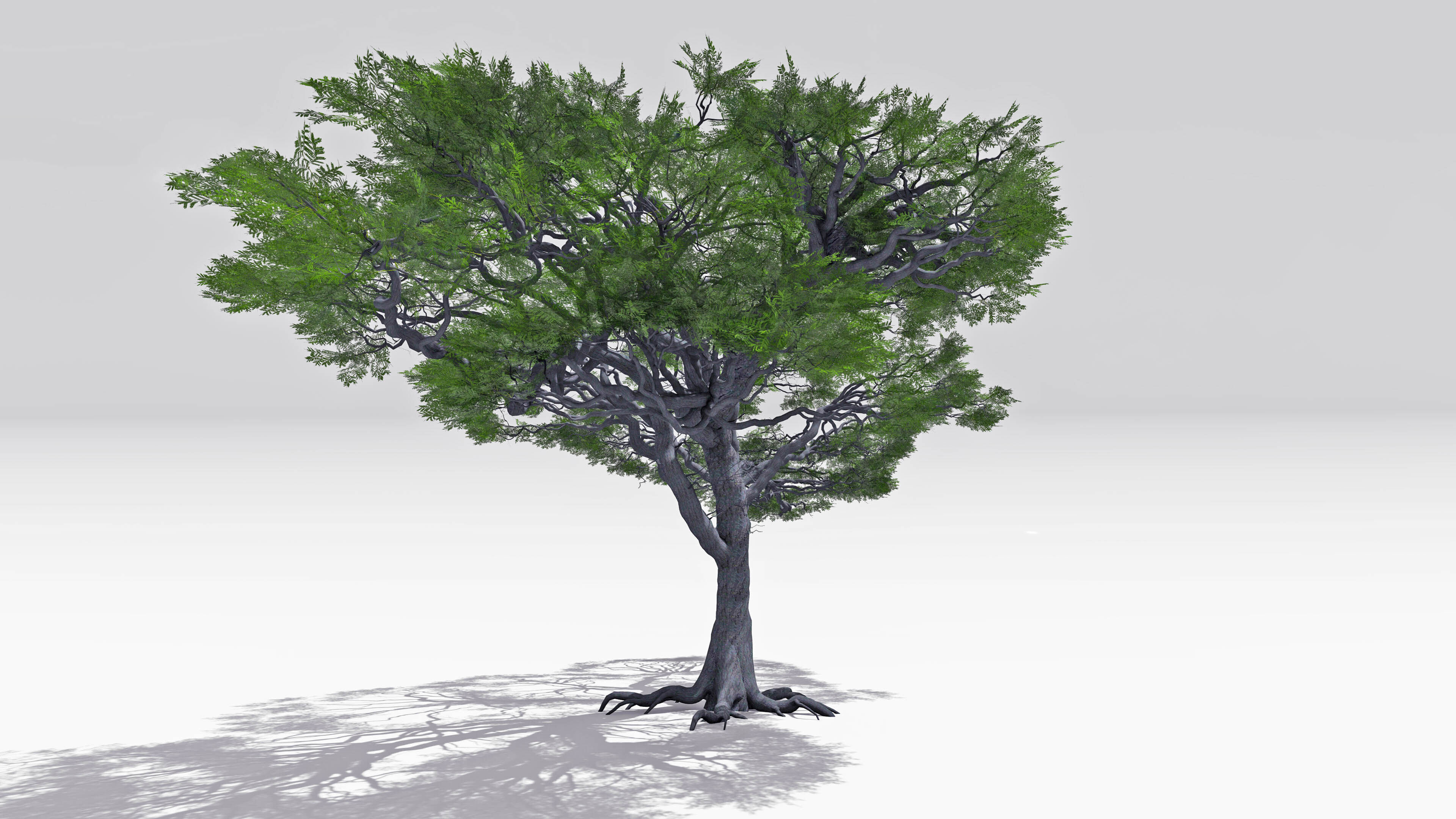 African Acacia Tree-S4 Low-poly 3D model_4