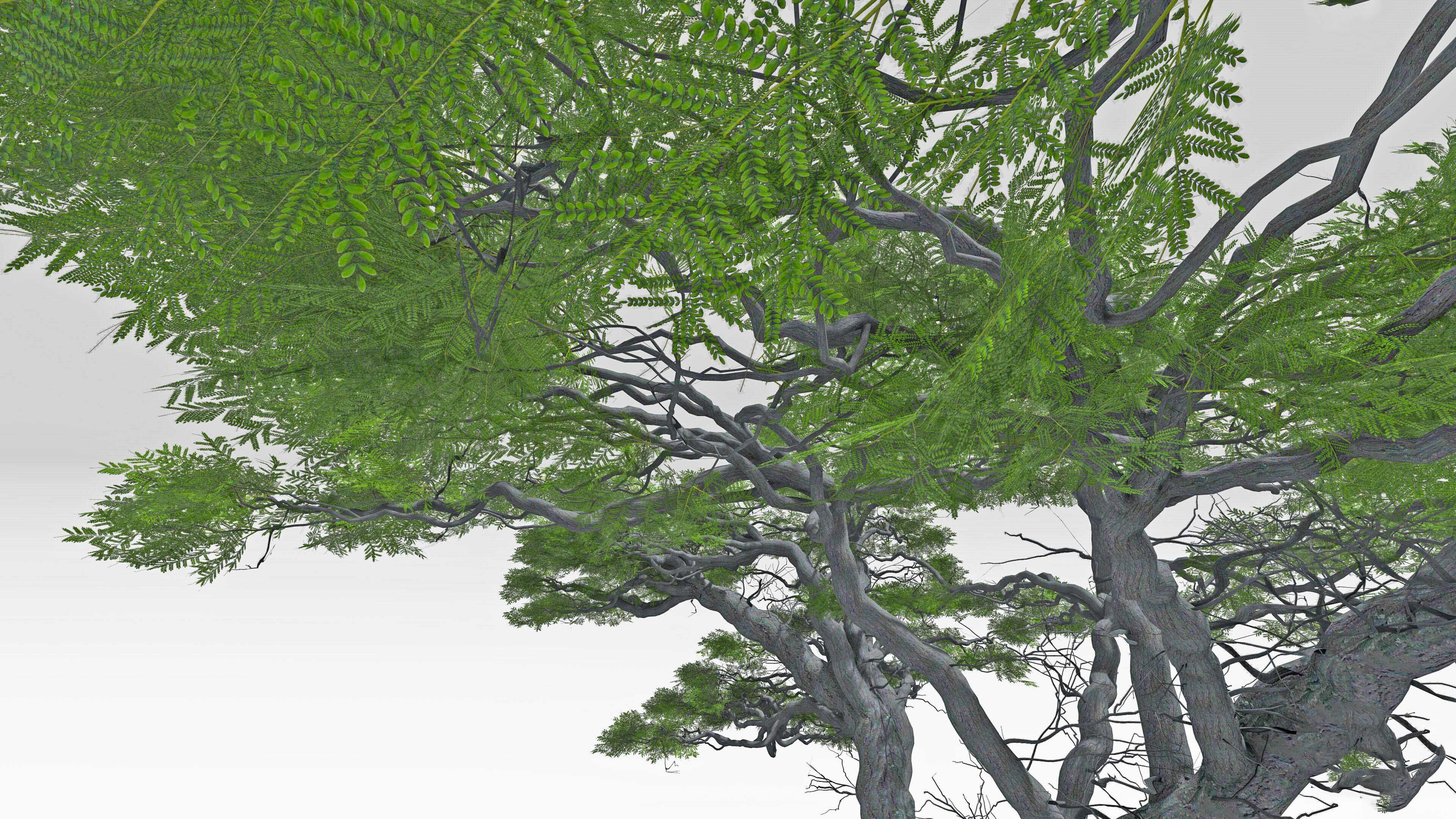 African Acacia Tree-S4 Low-poly 3D model_6