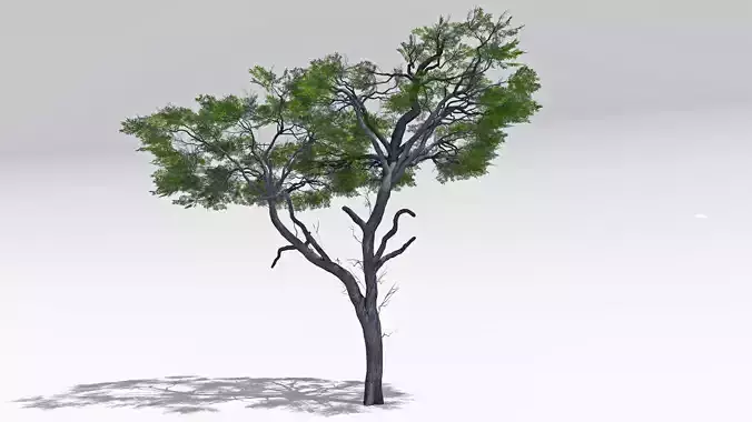 African Acacia Tree-S5 Low-poly 3D model