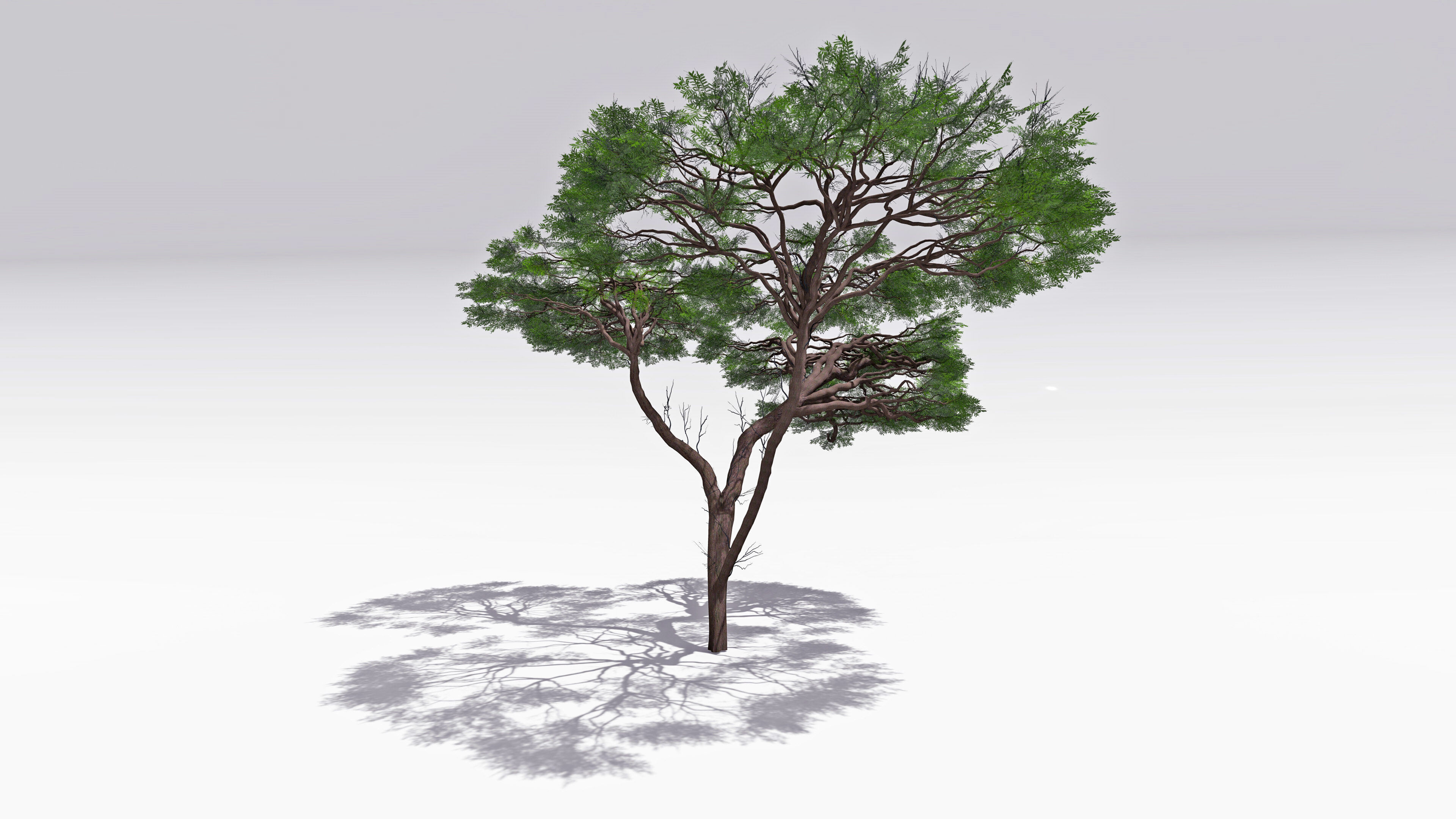 African Acacia Tree-S6 Low-poly 3D model_2