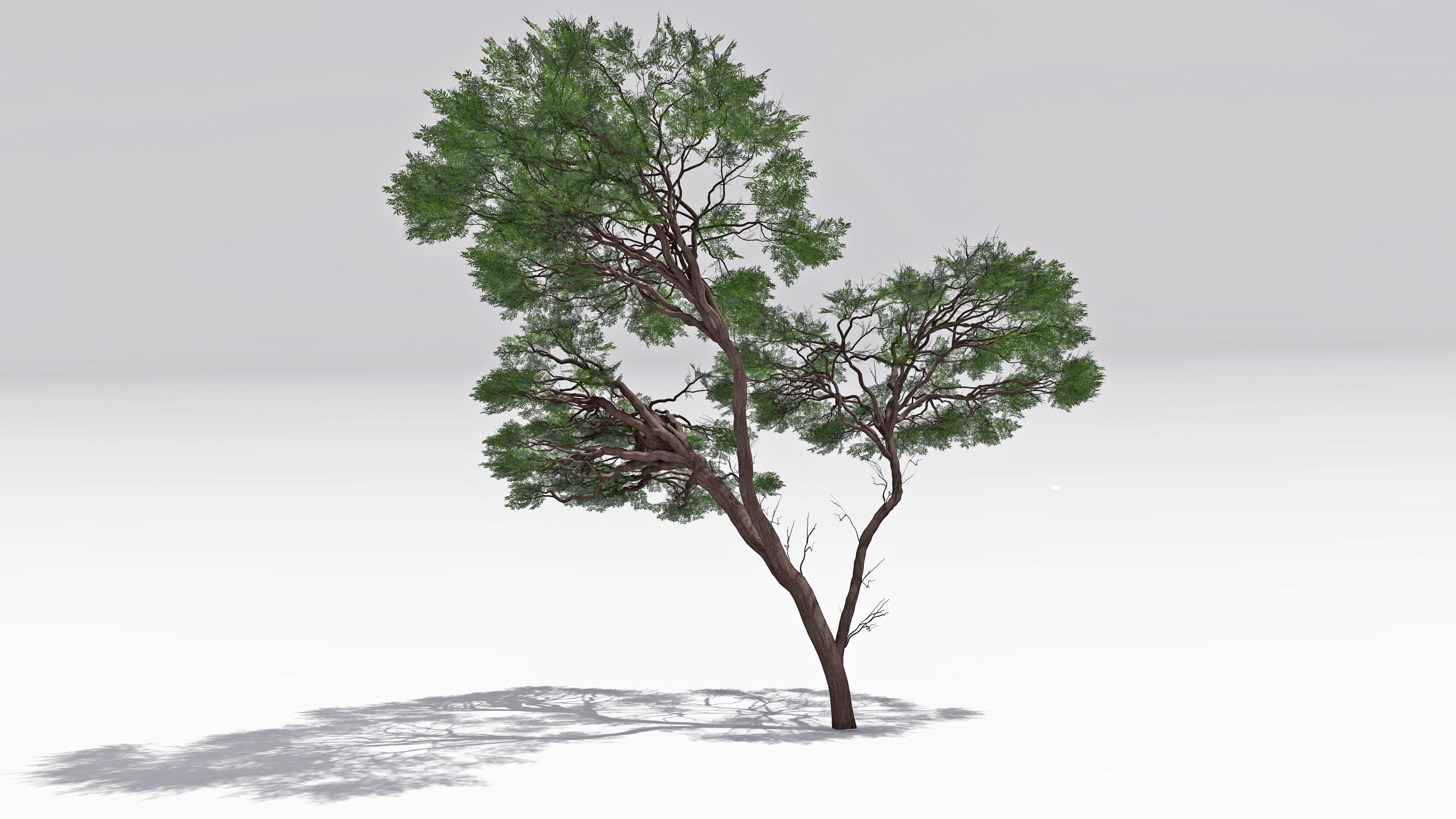 African Acacia Tree-S6 Low-poly 3D model_3