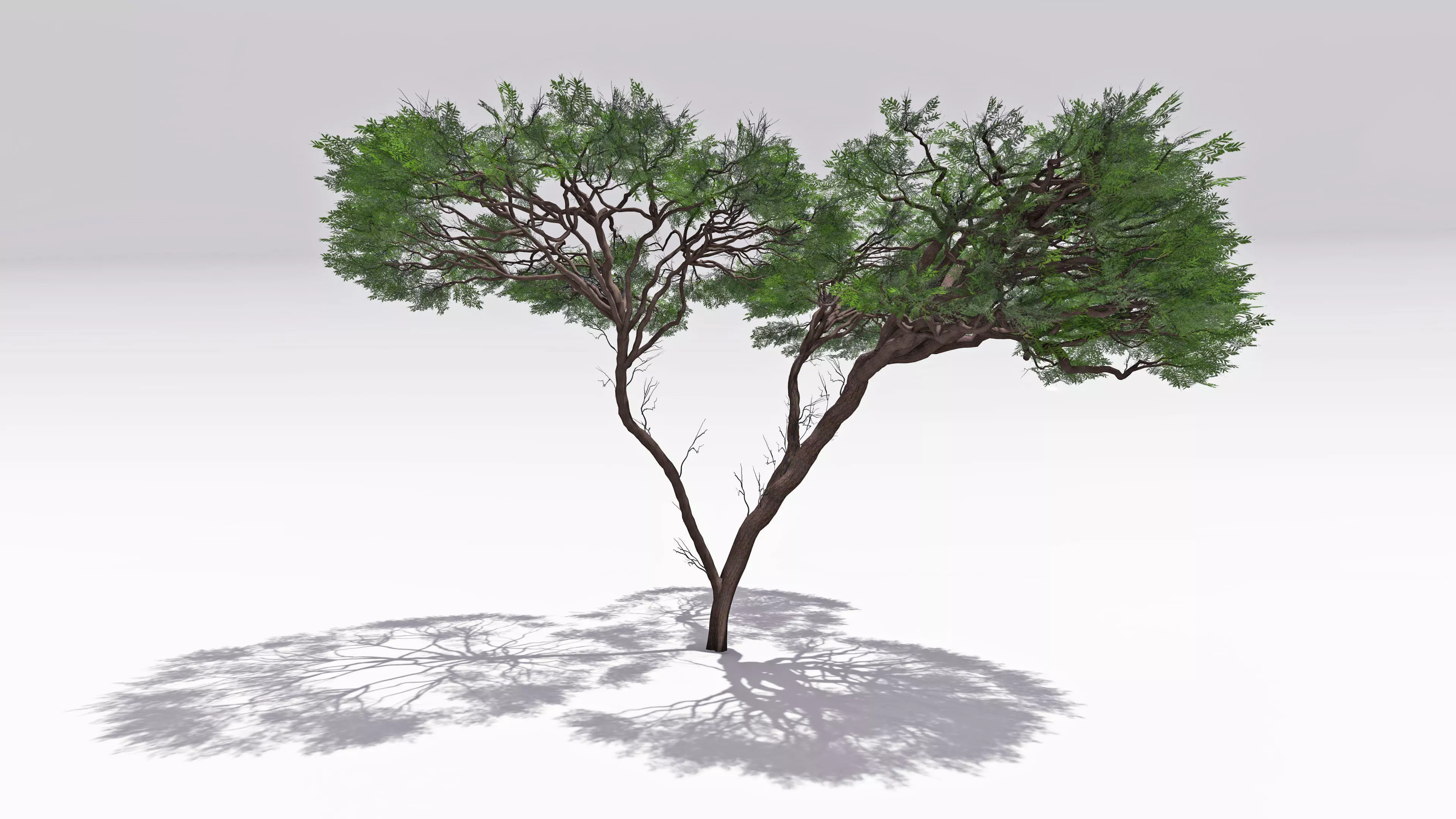African Acacia Tree-S6 Low-poly 3D model_0