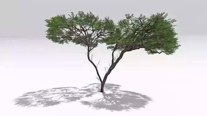 African Acacia Tree-S6 Low-poly 3D model