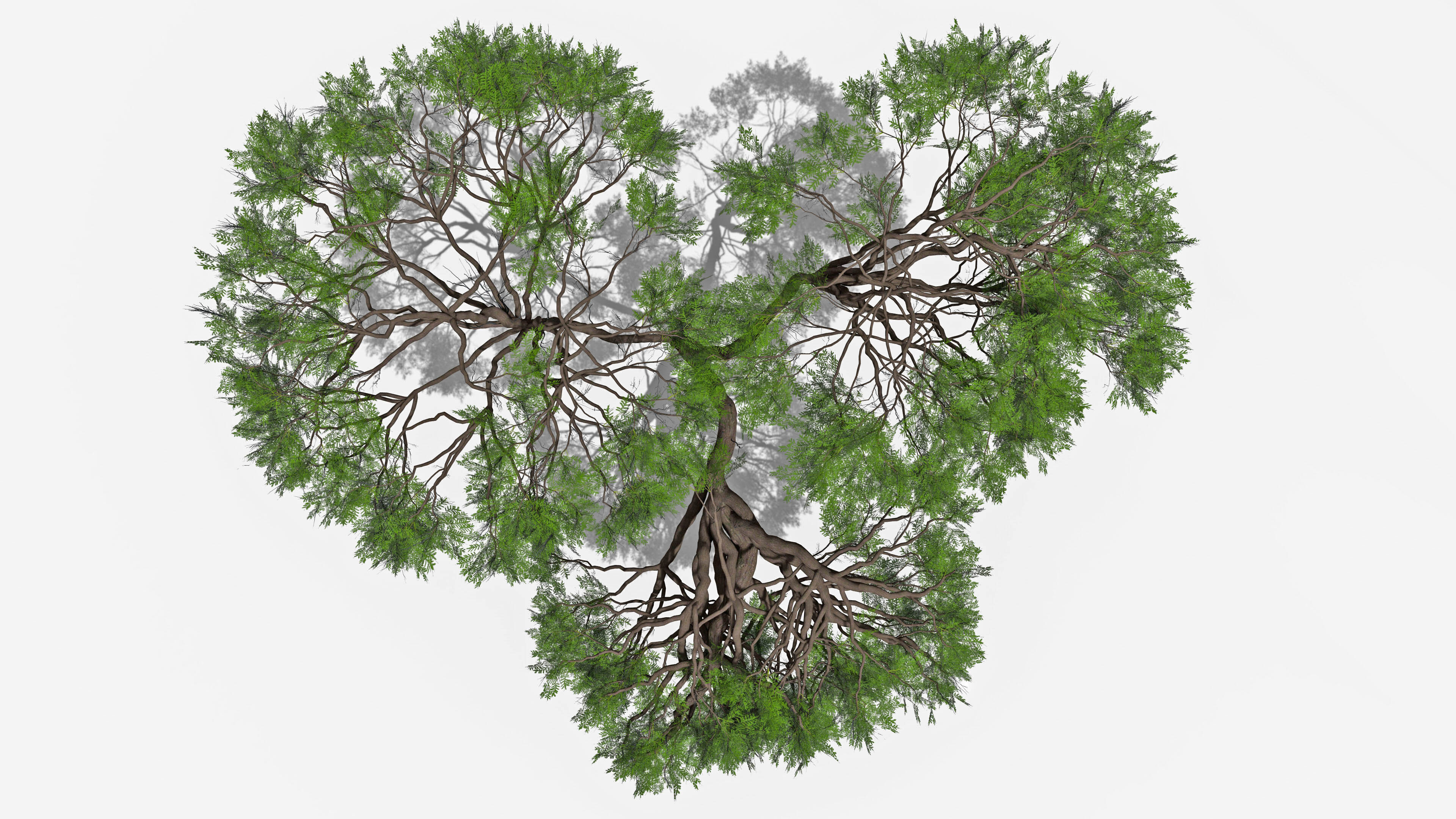 African Acacia Tree-S6 Low-poly 3D model_5