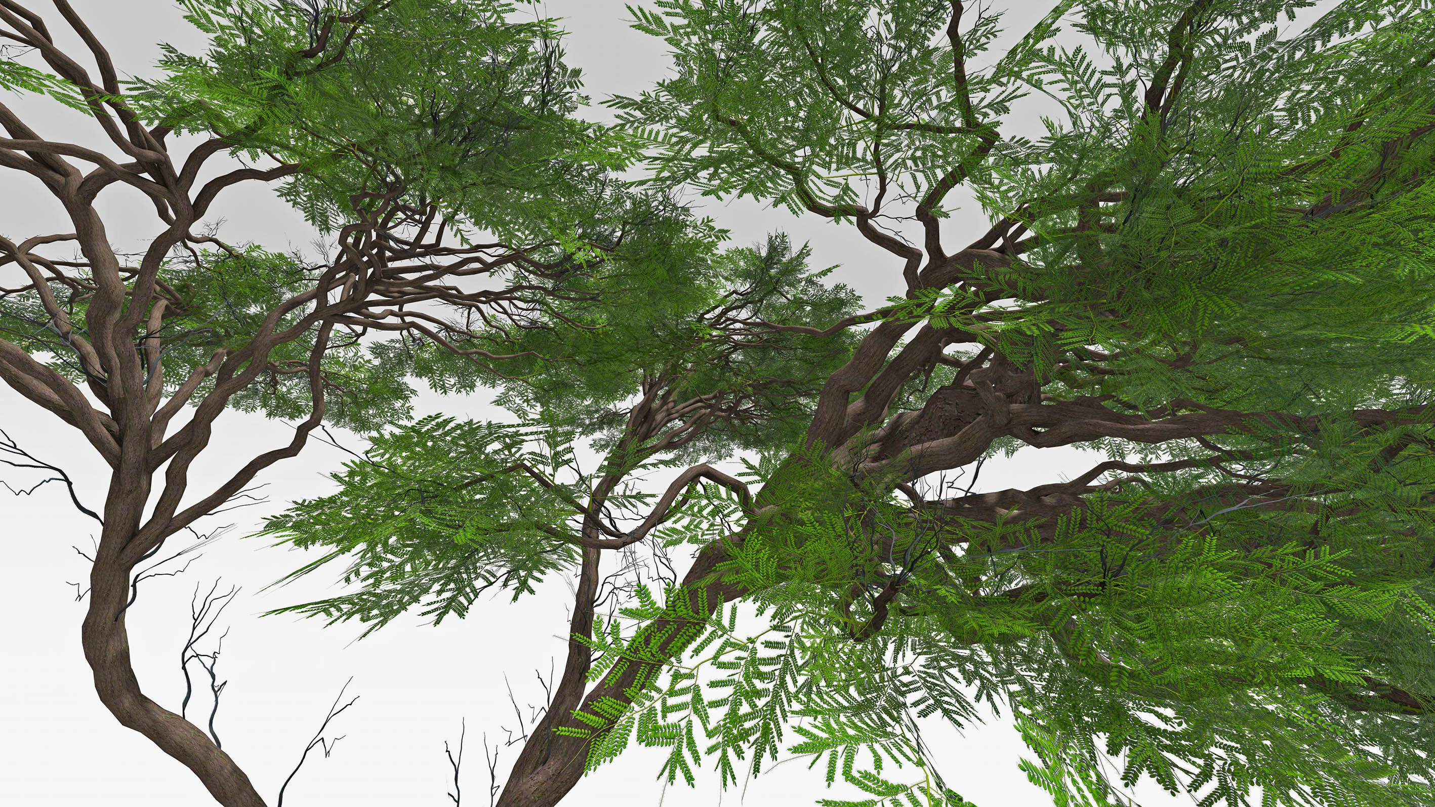 African Acacia Tree-S6 Low-poly 3D model_6